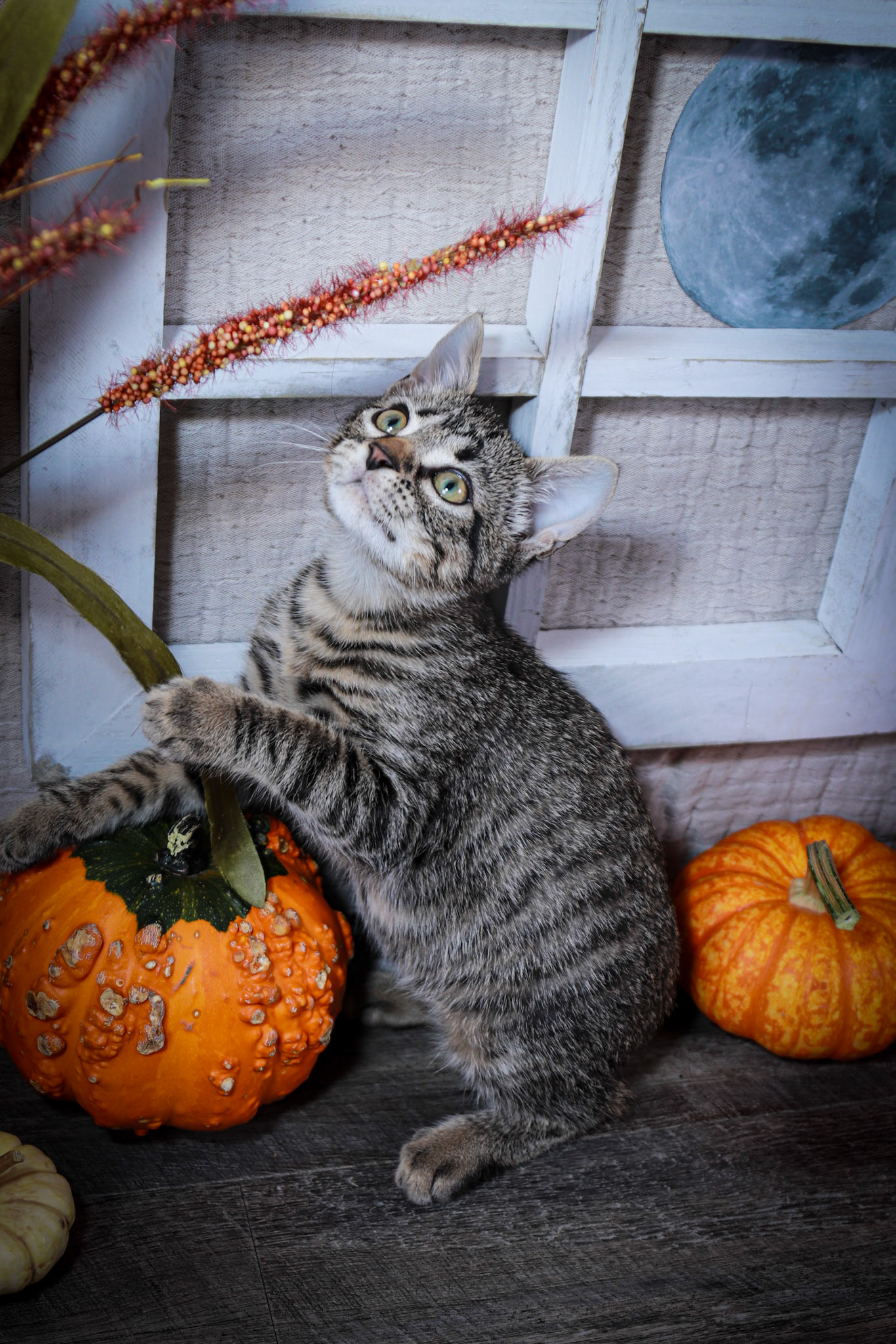 Newo (M-DSH-Tabby)