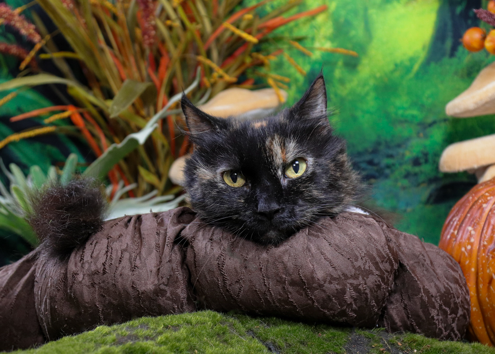 Mochi (F-DLH-Tortie)