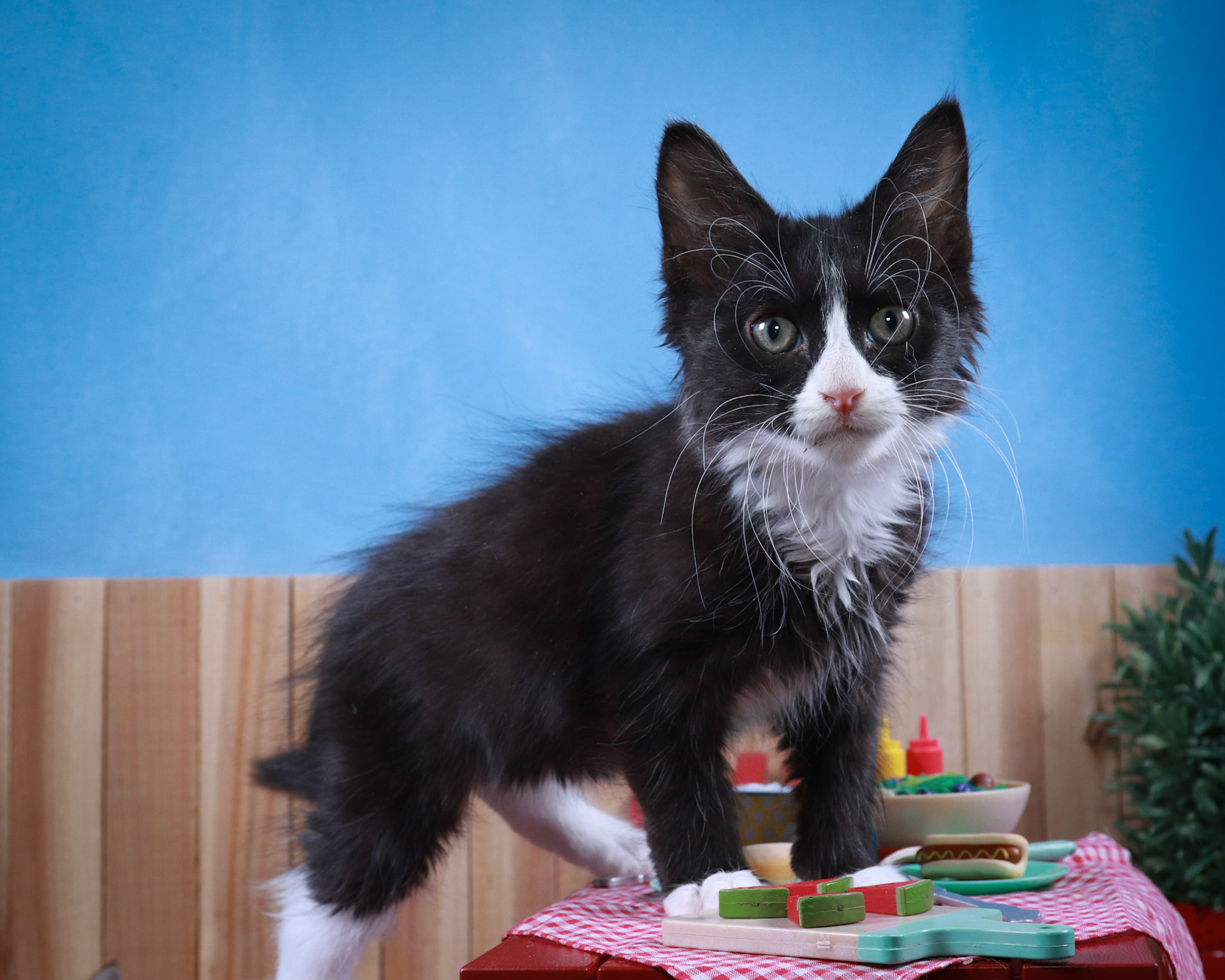 Sylvester (M-DLH-Black/White/Tuxie)