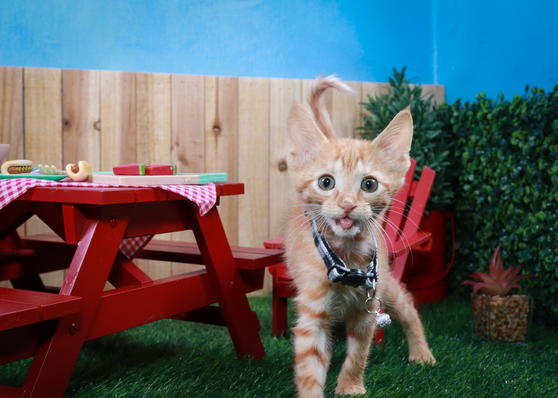Tator Tot(M-DSH-Ginger)