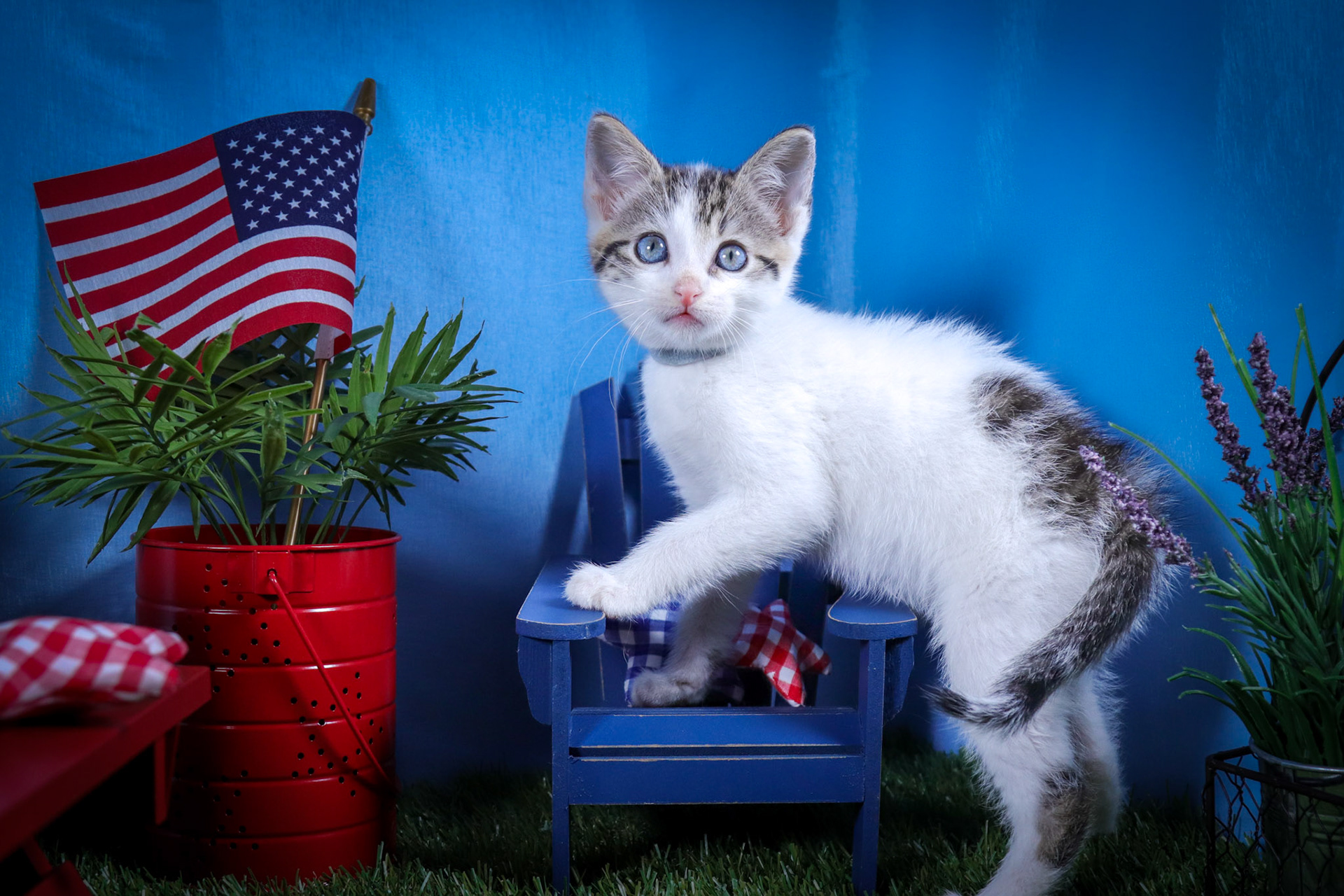 Apollo (M-DSH-Tabby/White)