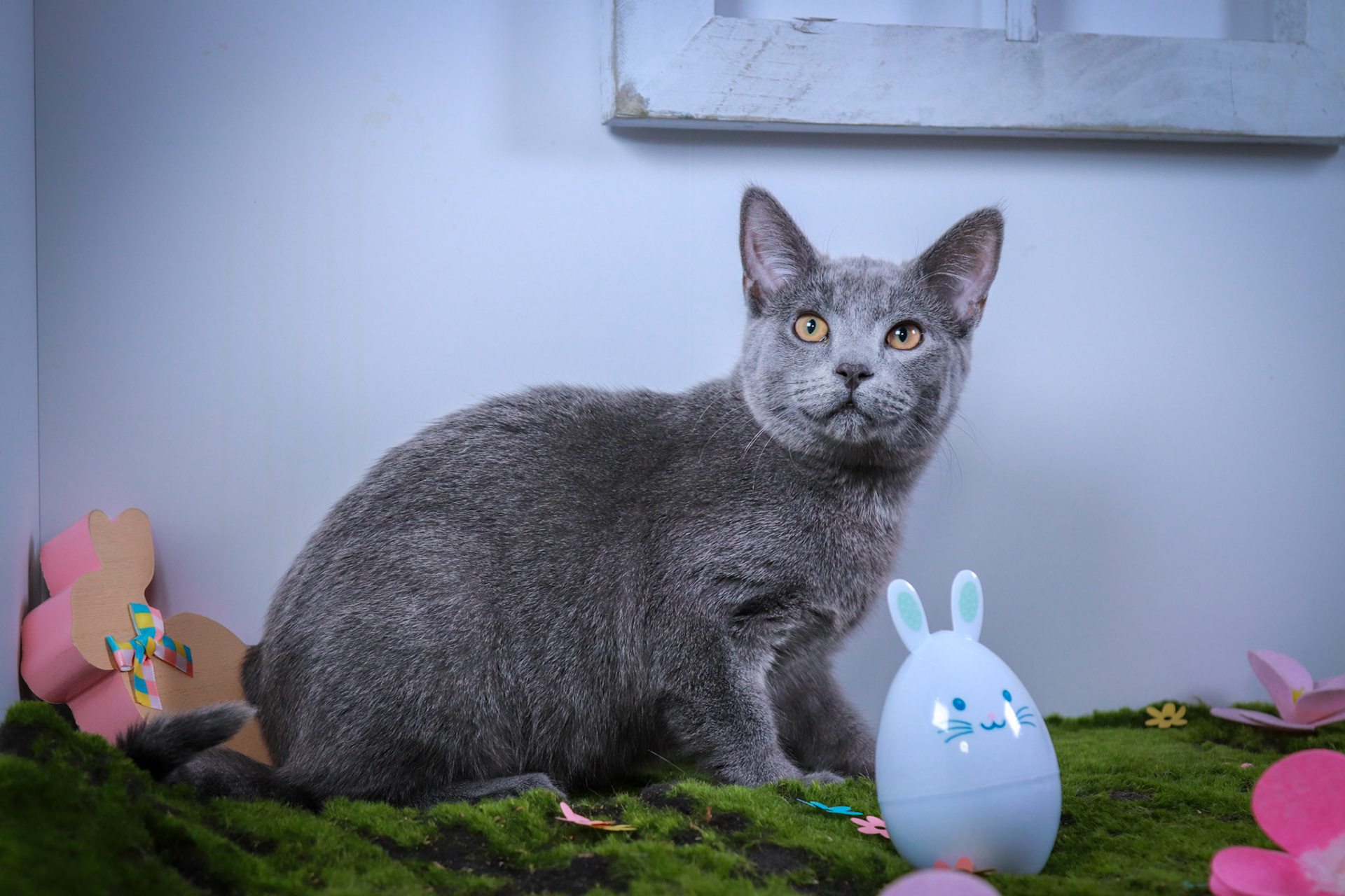 Moose (M-DSH-Russian Blue)