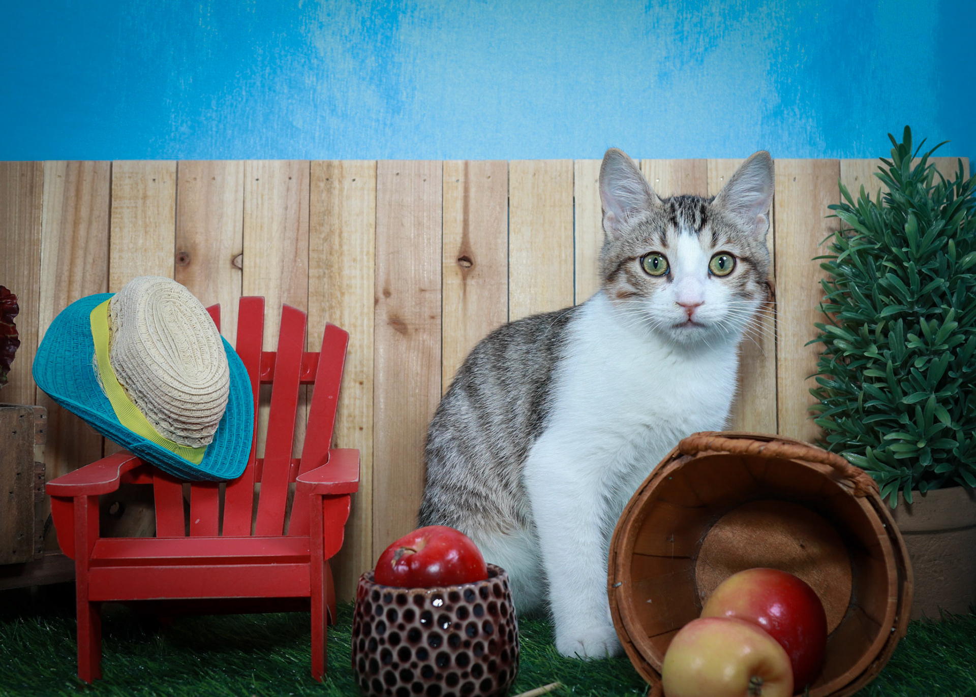 Dandy (M-DSH-Tabby/White)