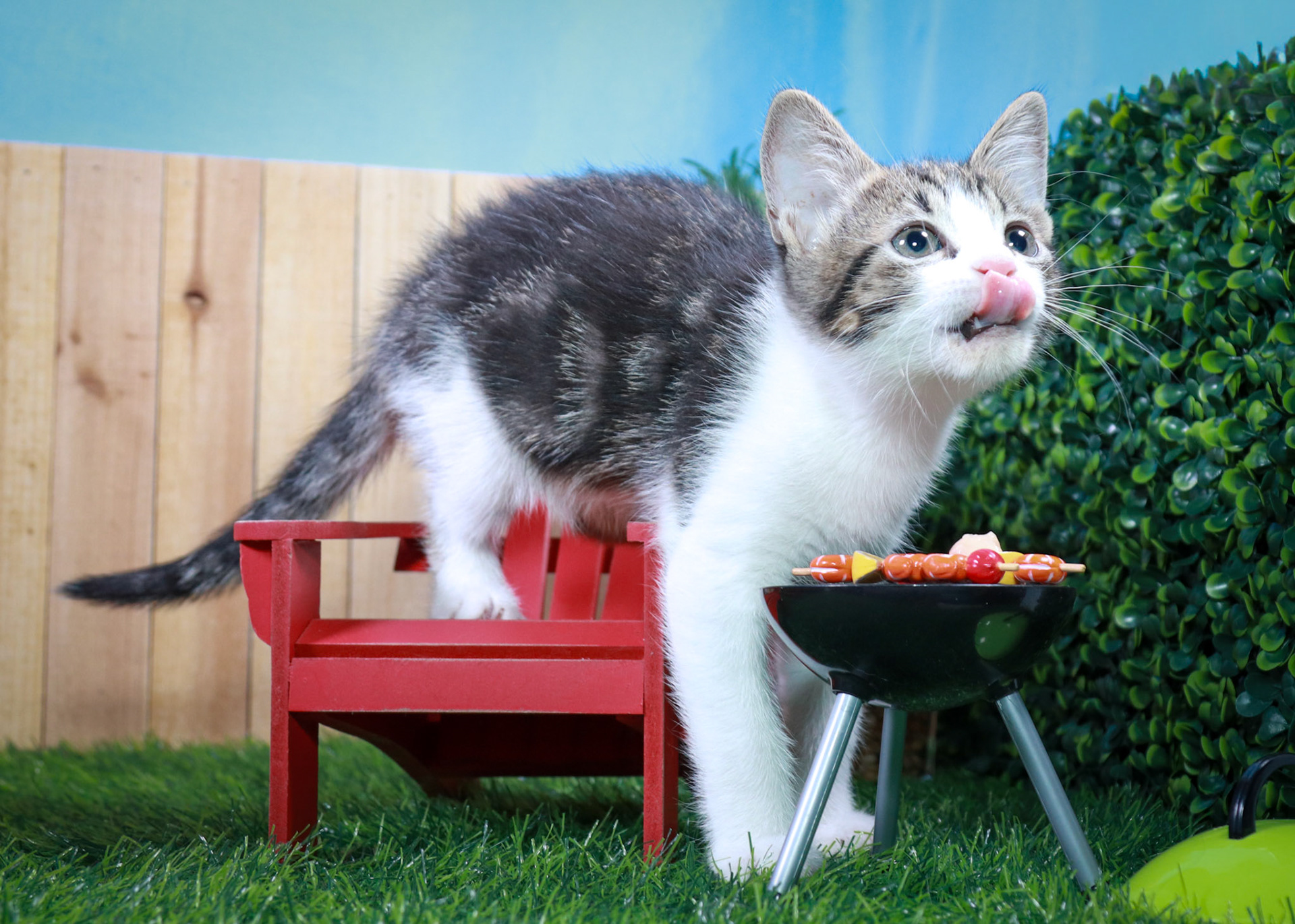 Zinnia (F-DSH-Tabby/White)