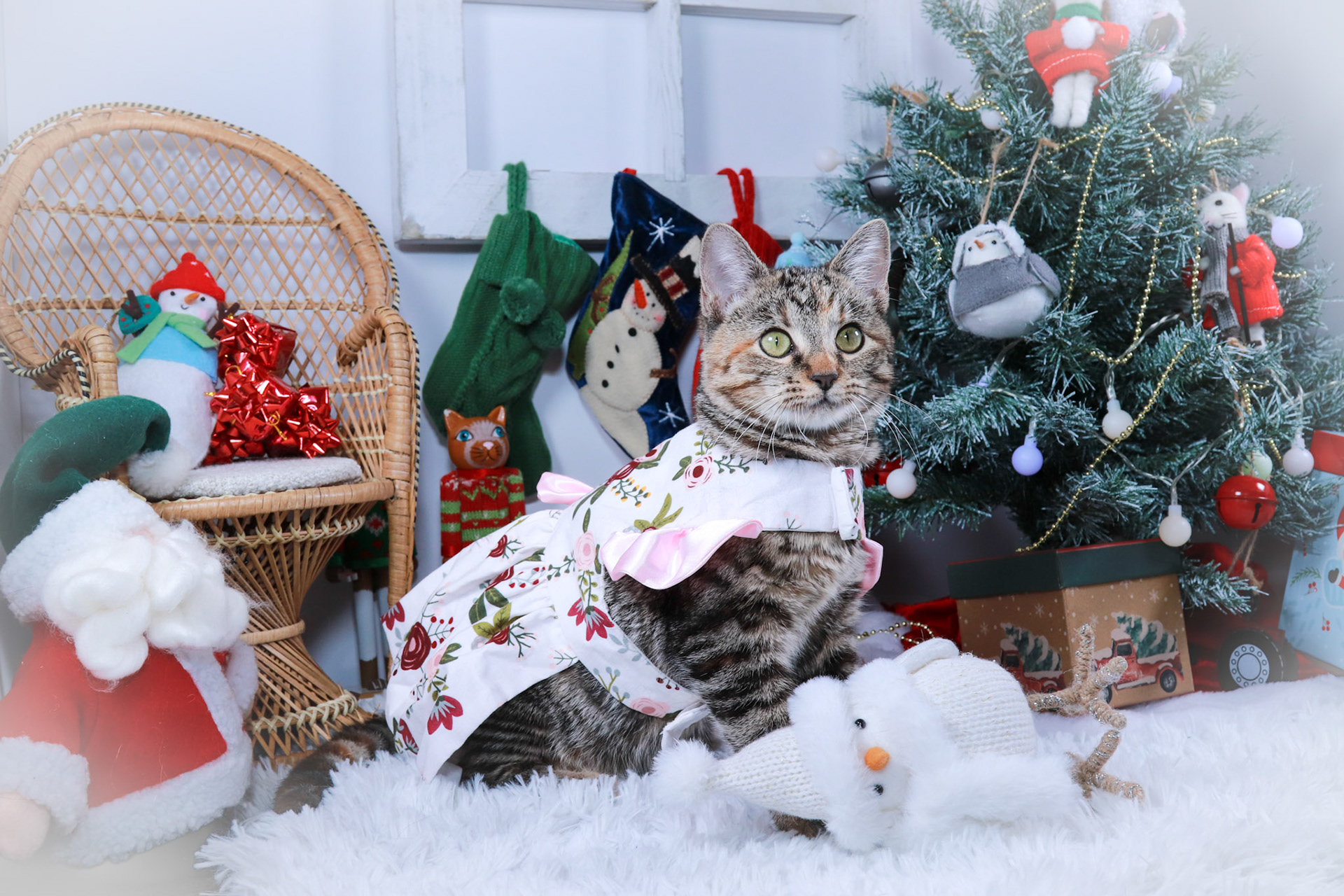 Jillybelle (F-DSH-Tabby)
