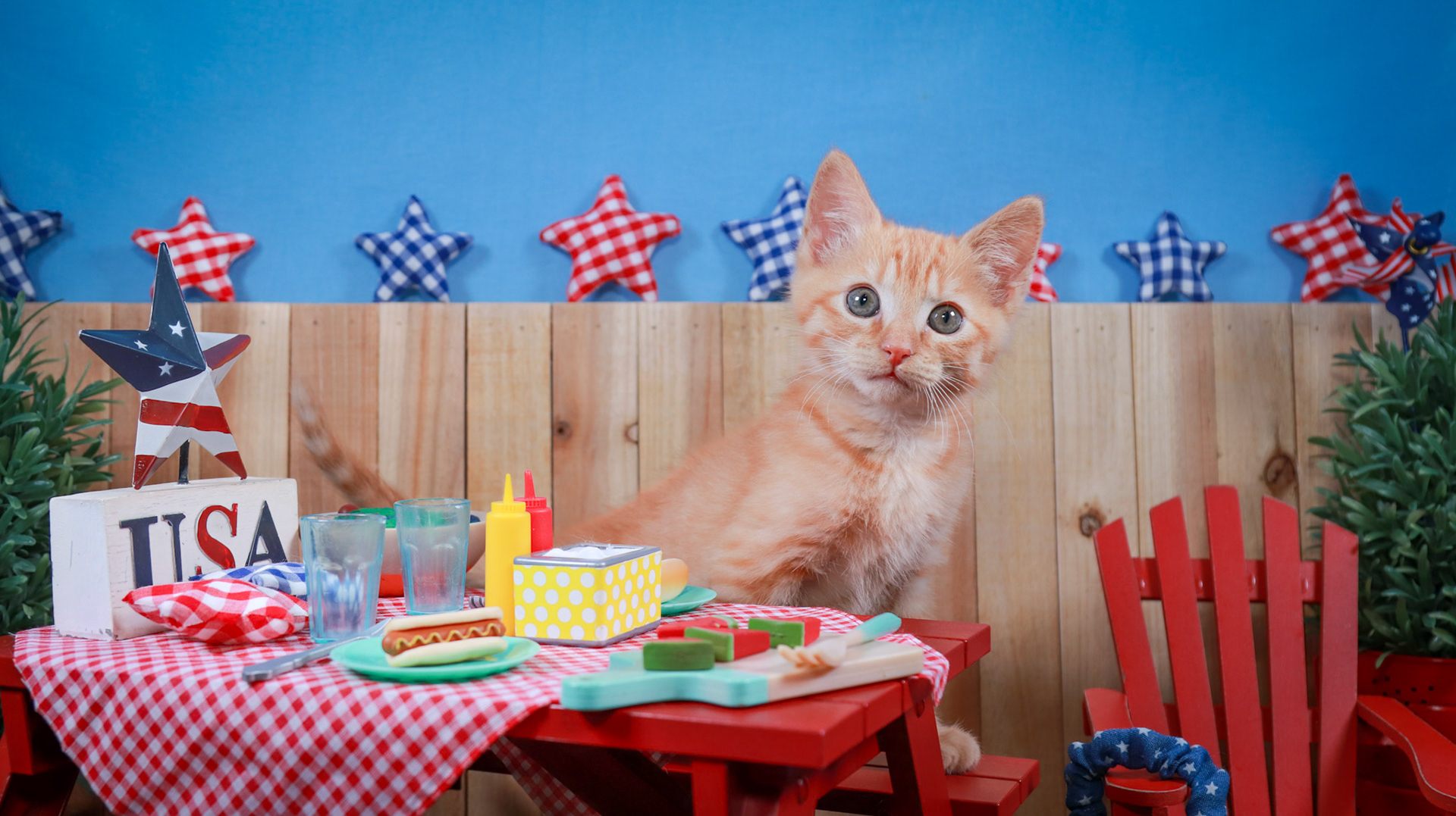 Gus Gus (M-DSH-Ginger)