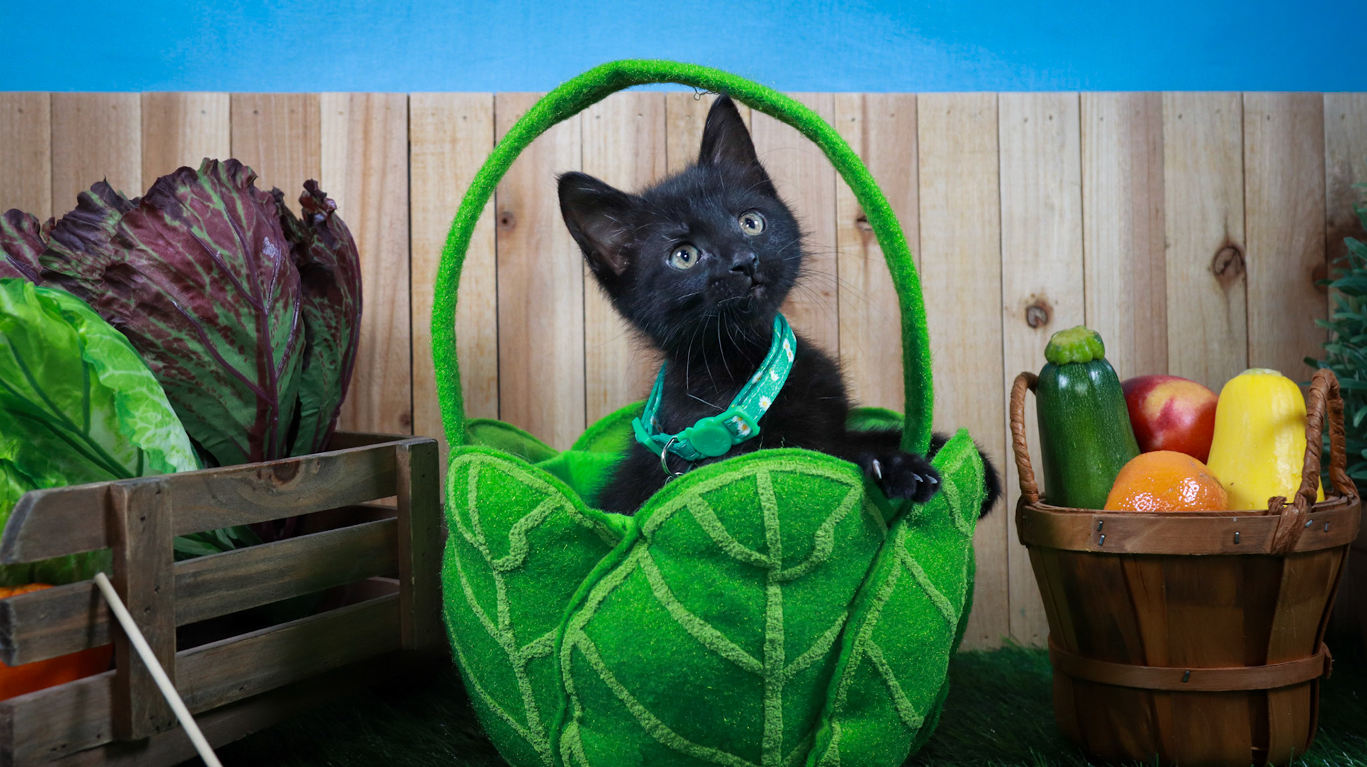 Lottie (F-DSH-Black)