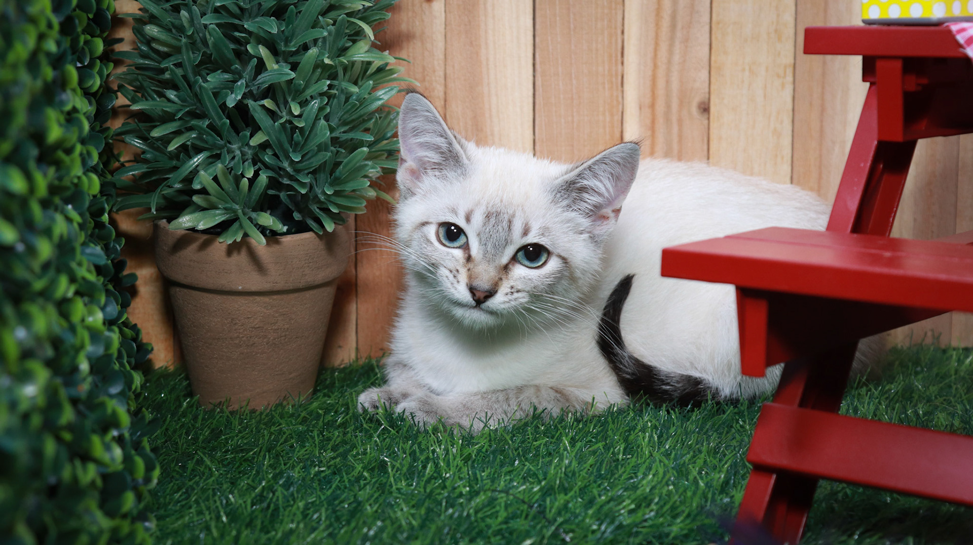 Cocoa Puff (M-DSH-Lynx Point Siamese)