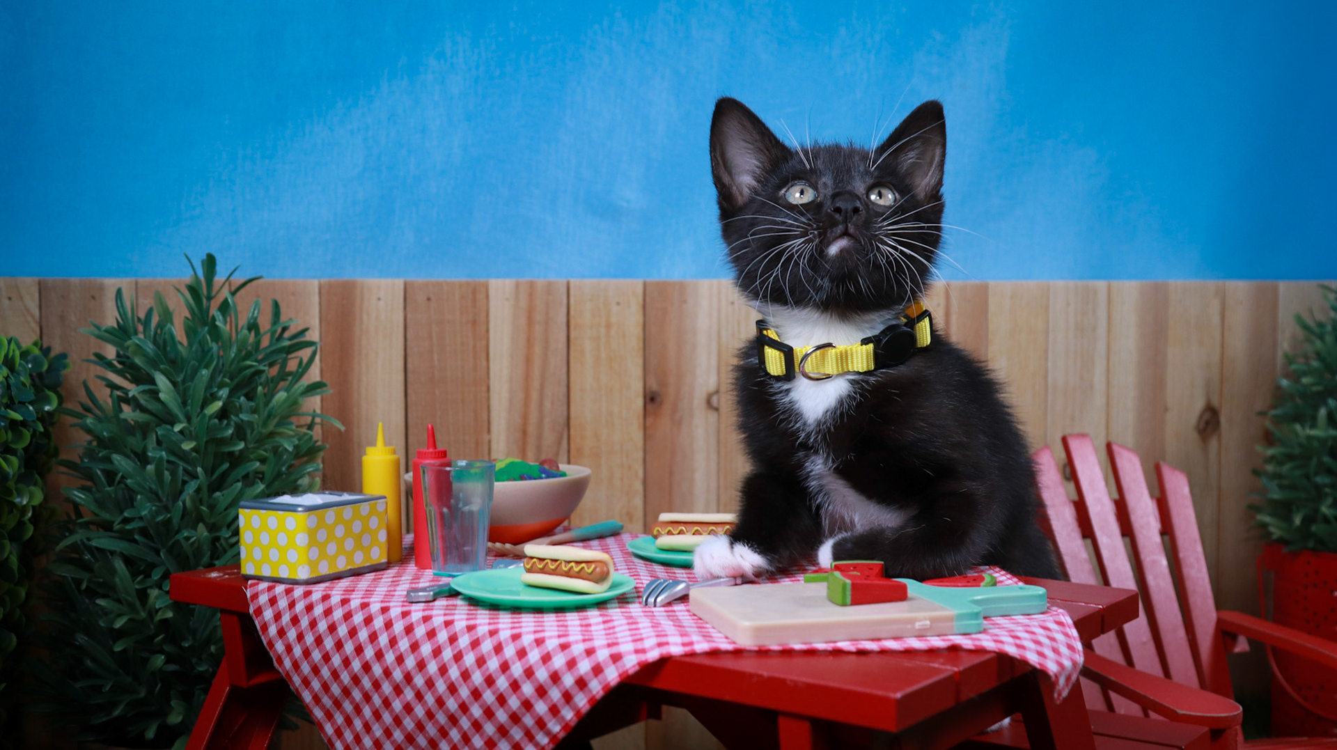 Onyx (F-DSH-Black/White/Tuxie)