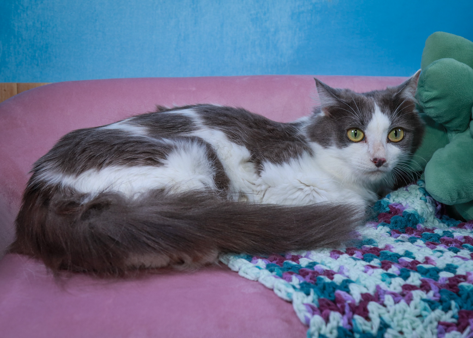 Roxy (F-DLH-Grey/White)