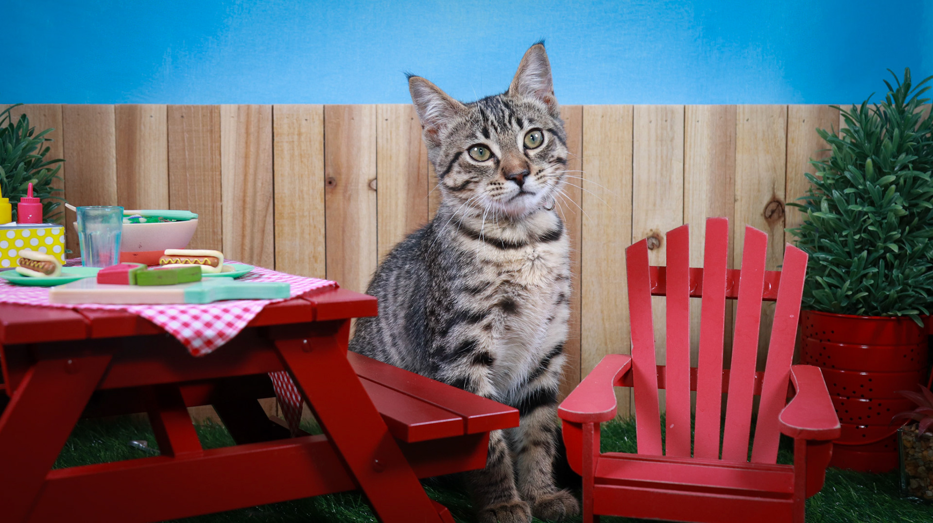 Taz (M-DSH-Tabby)