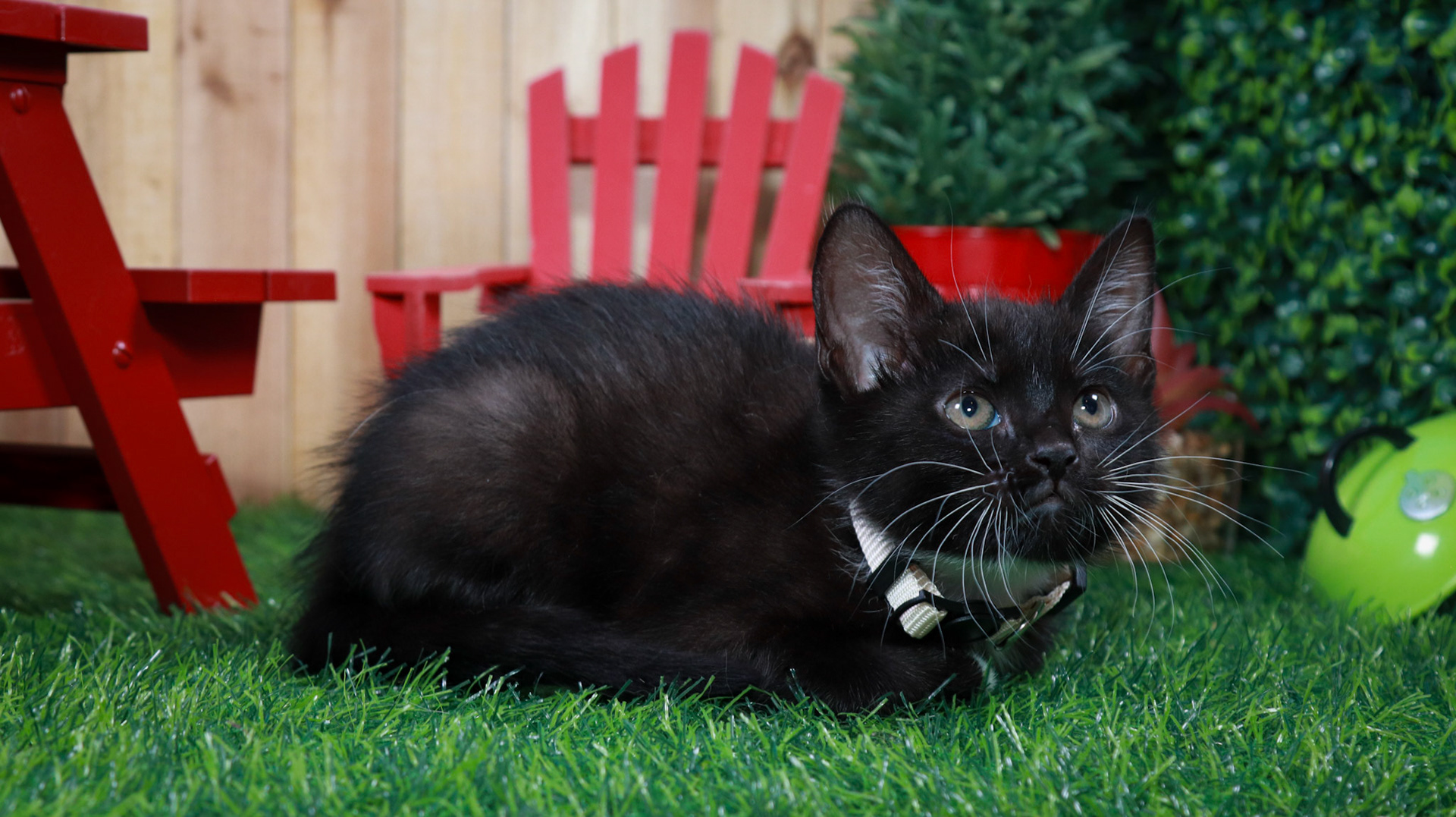 Obsidian (F-DSH-Black/White/Tuxie)
