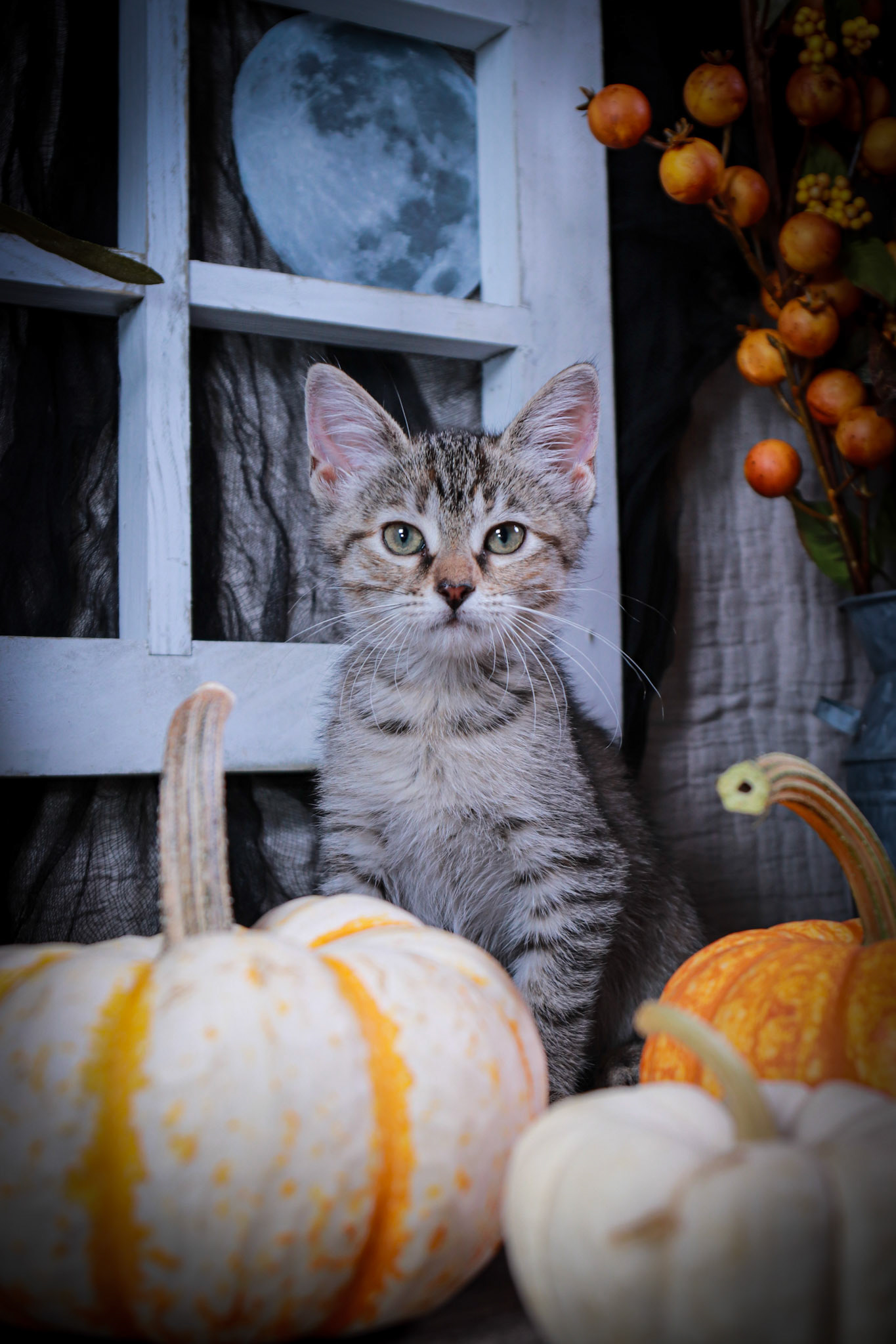 Luna (F-DSH-Torbie)