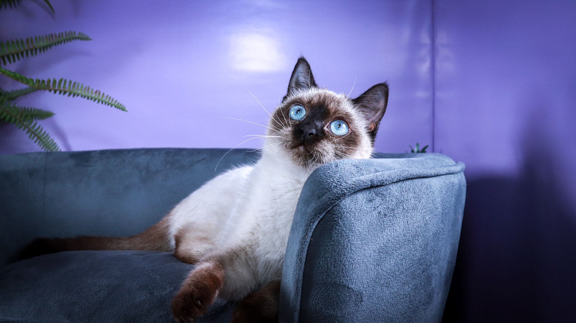 Meci (F-DSH-Seal Point Siamese)
