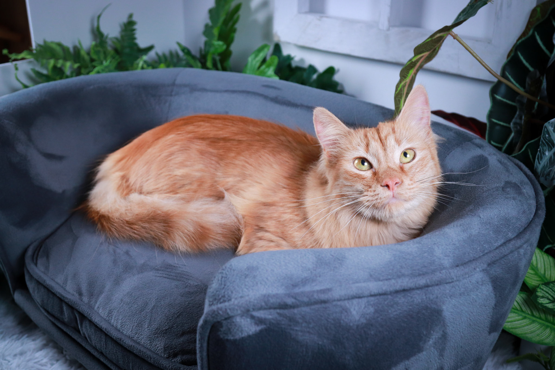 Mango (M-DLH-Ginger/Tabby)