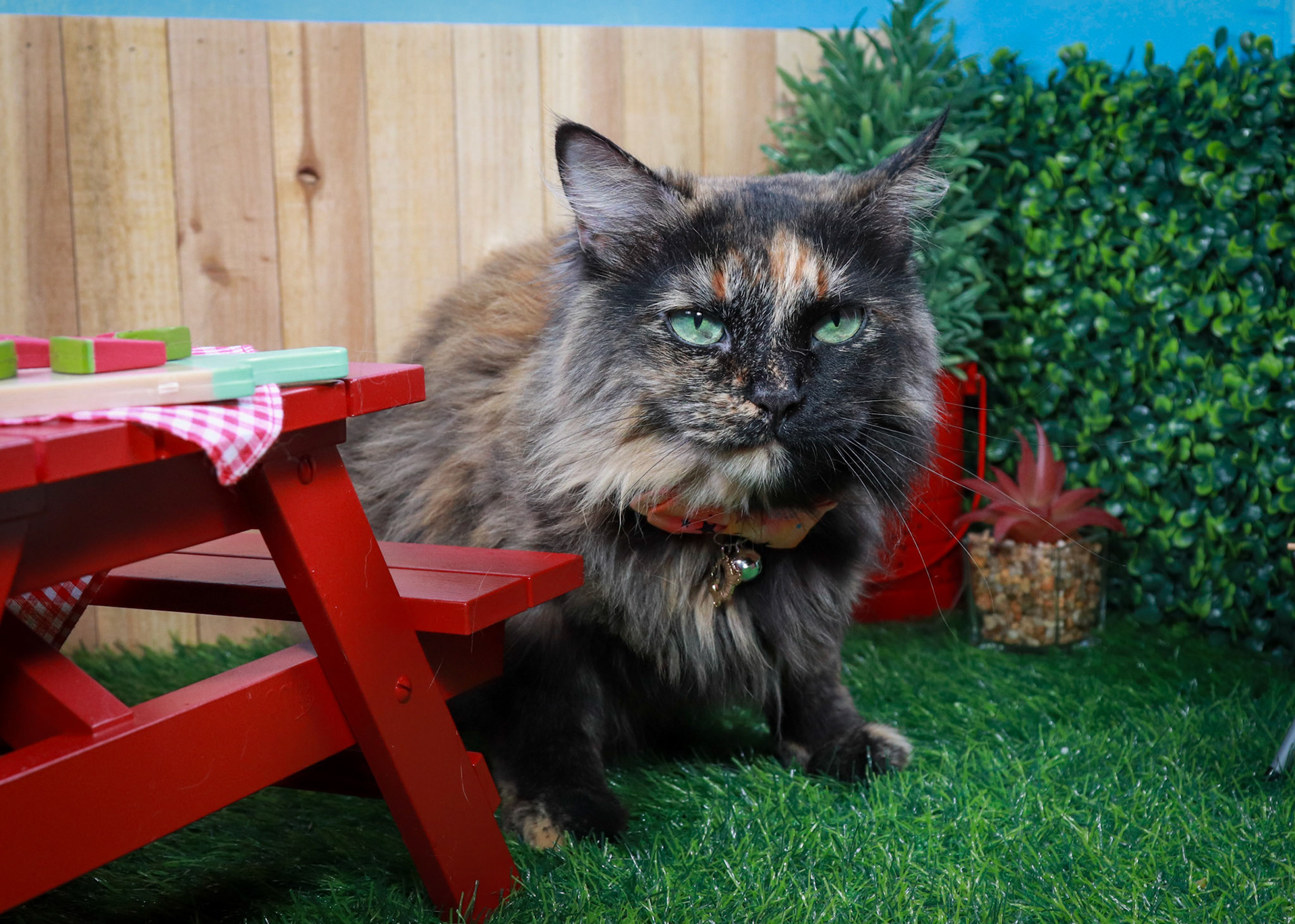 Tortina (F-DLH-Tortie/Manx)