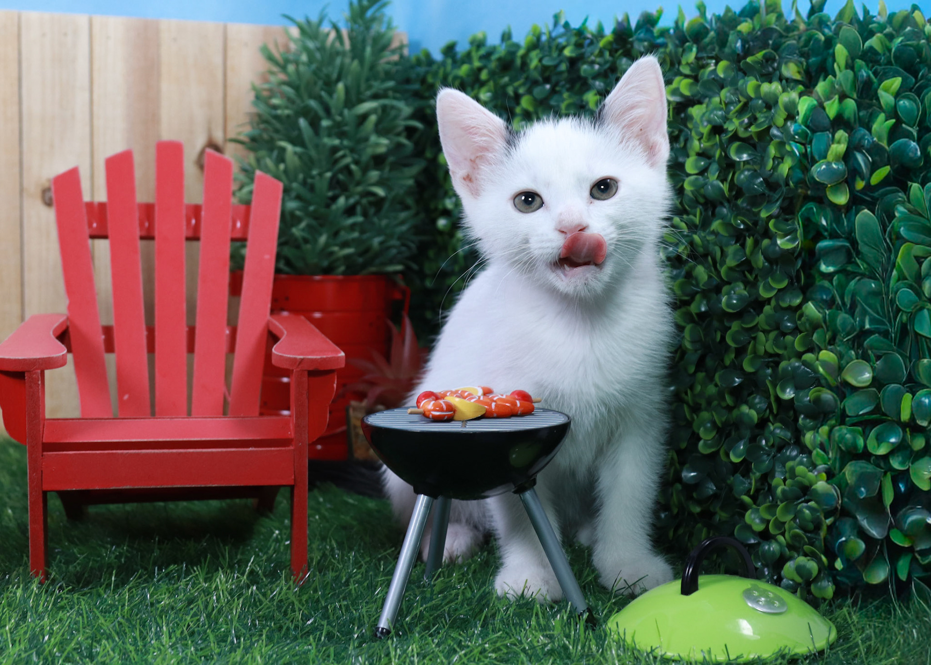Basil (M-DSH-Black/White)