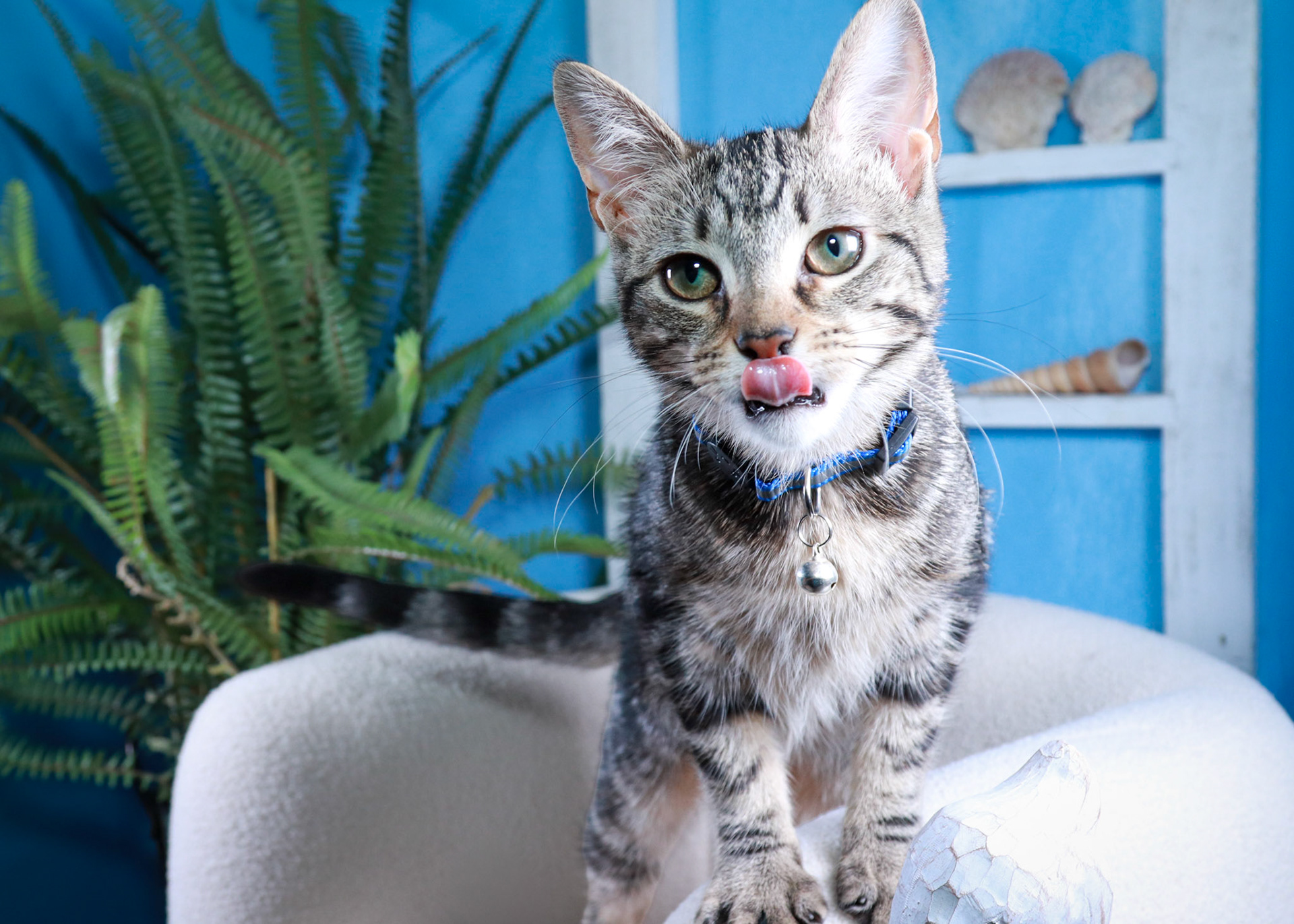 Nooki (F-DSH-Tabby)
