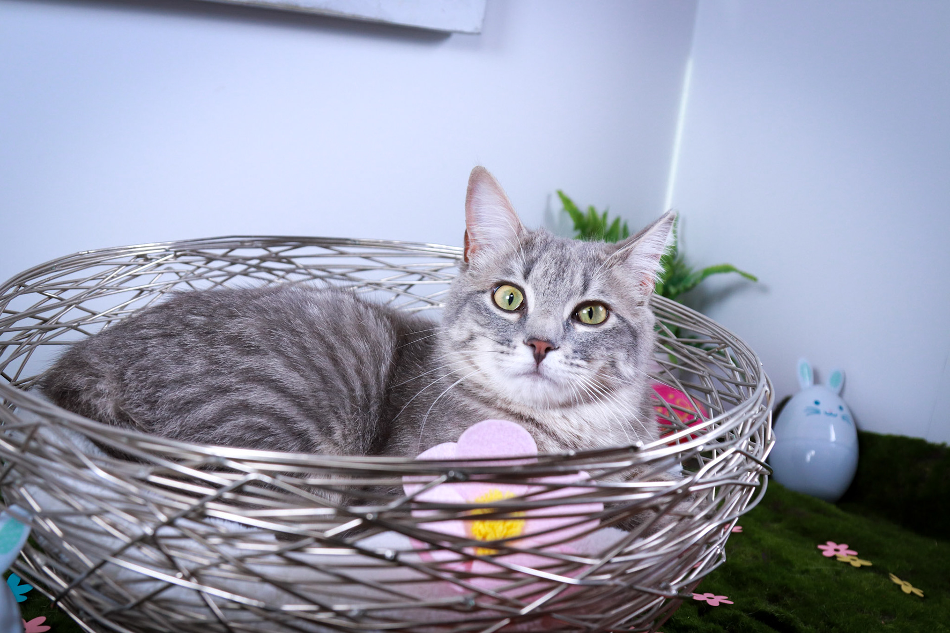 Bunny (F-DSH-Gray Tabby)