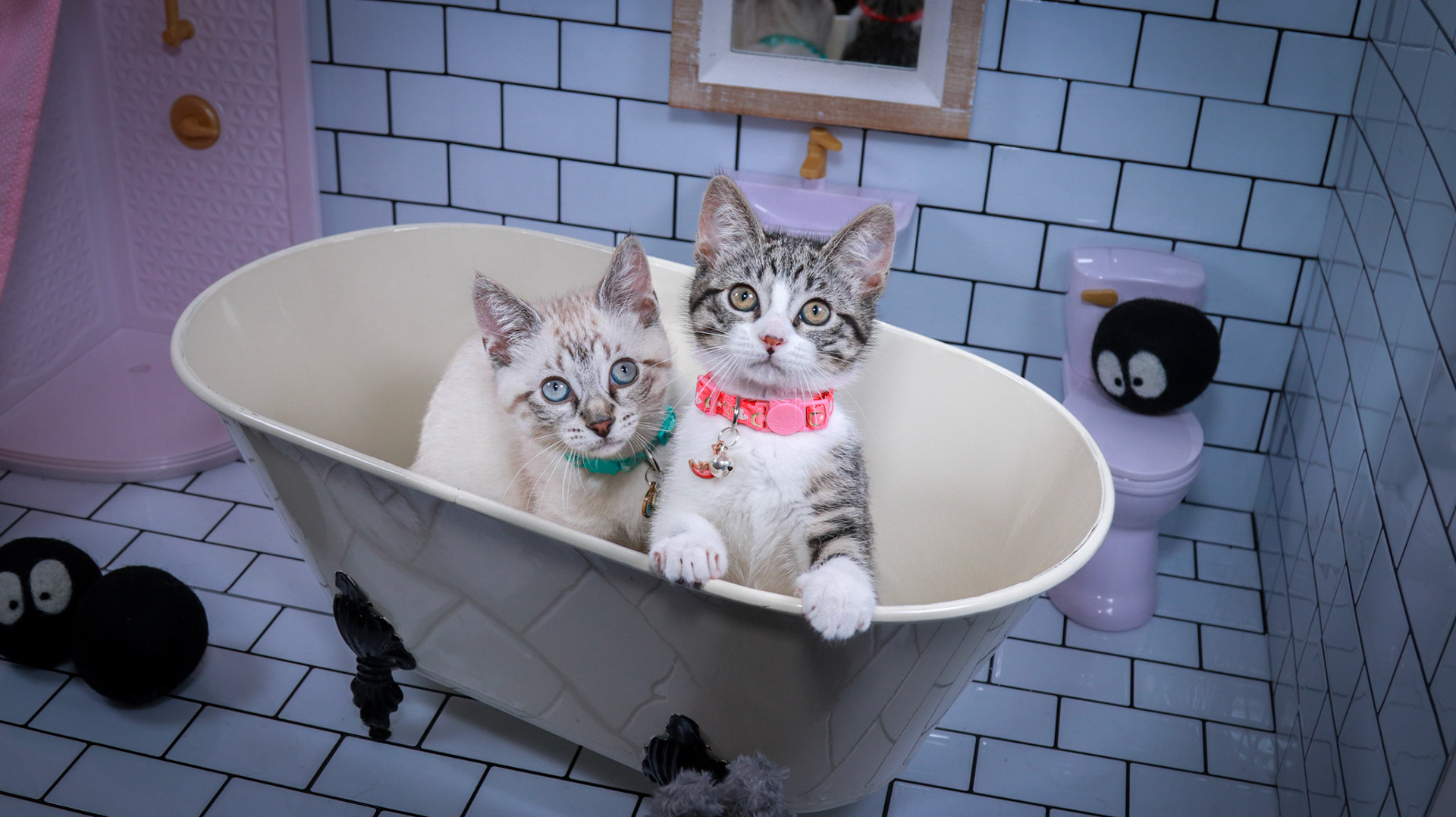 Howl (M-DSH-Links Point Siamese), Mei (F-DSH-Tabby/White)