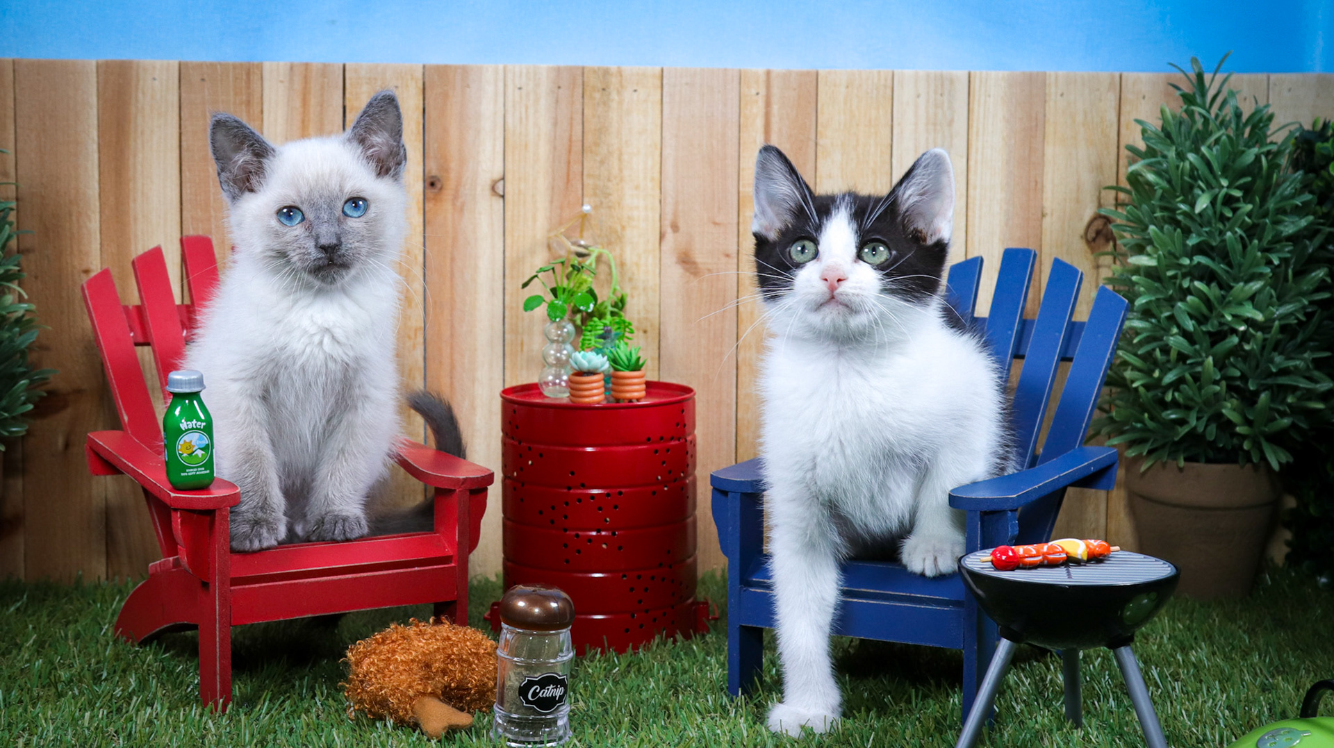 Ferb (M-DSH-Siamese), Phineas (M-DSH-Black/White/Tuxie)