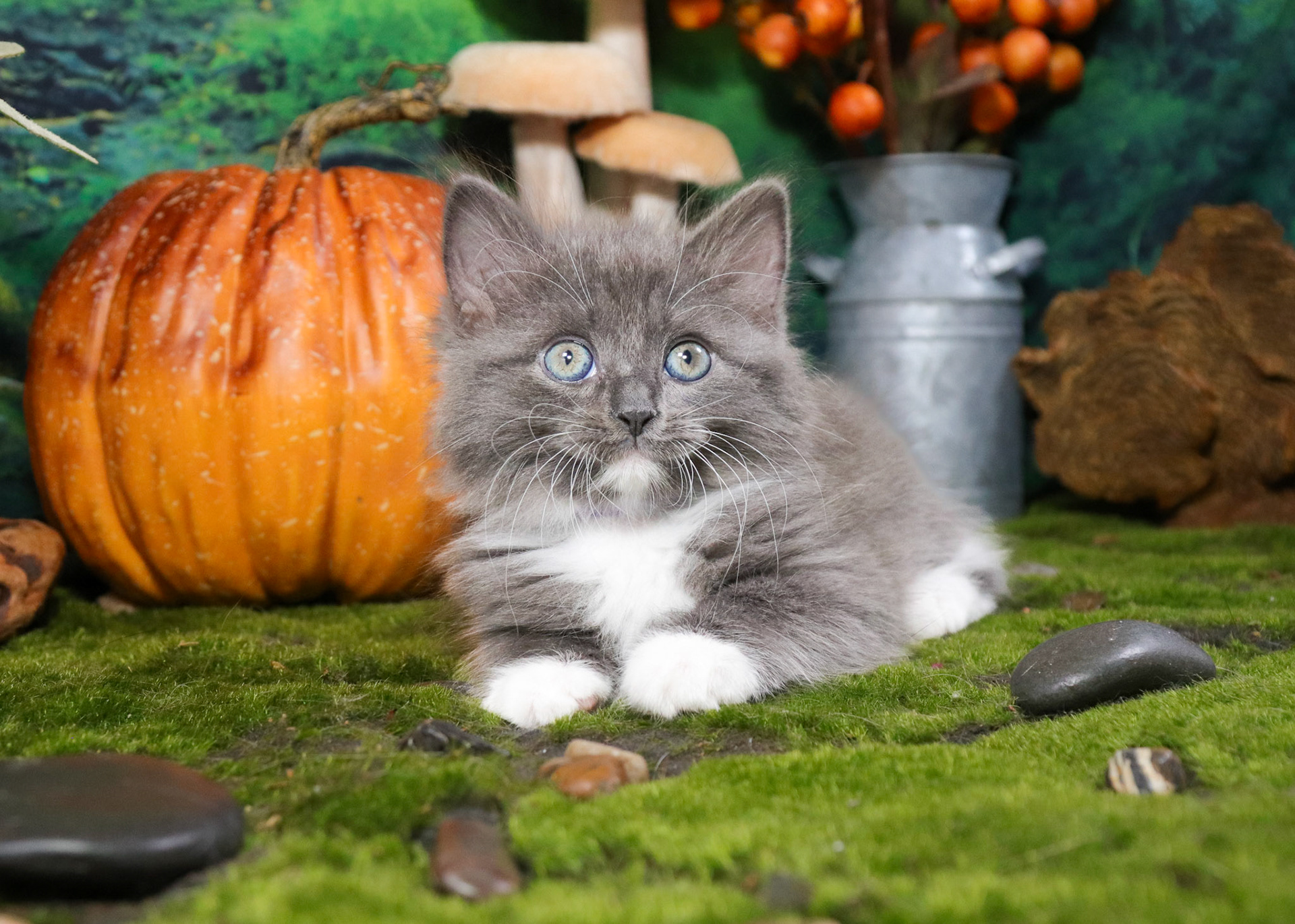 Oakley (F-DLH-Gray/White/Tuxie)