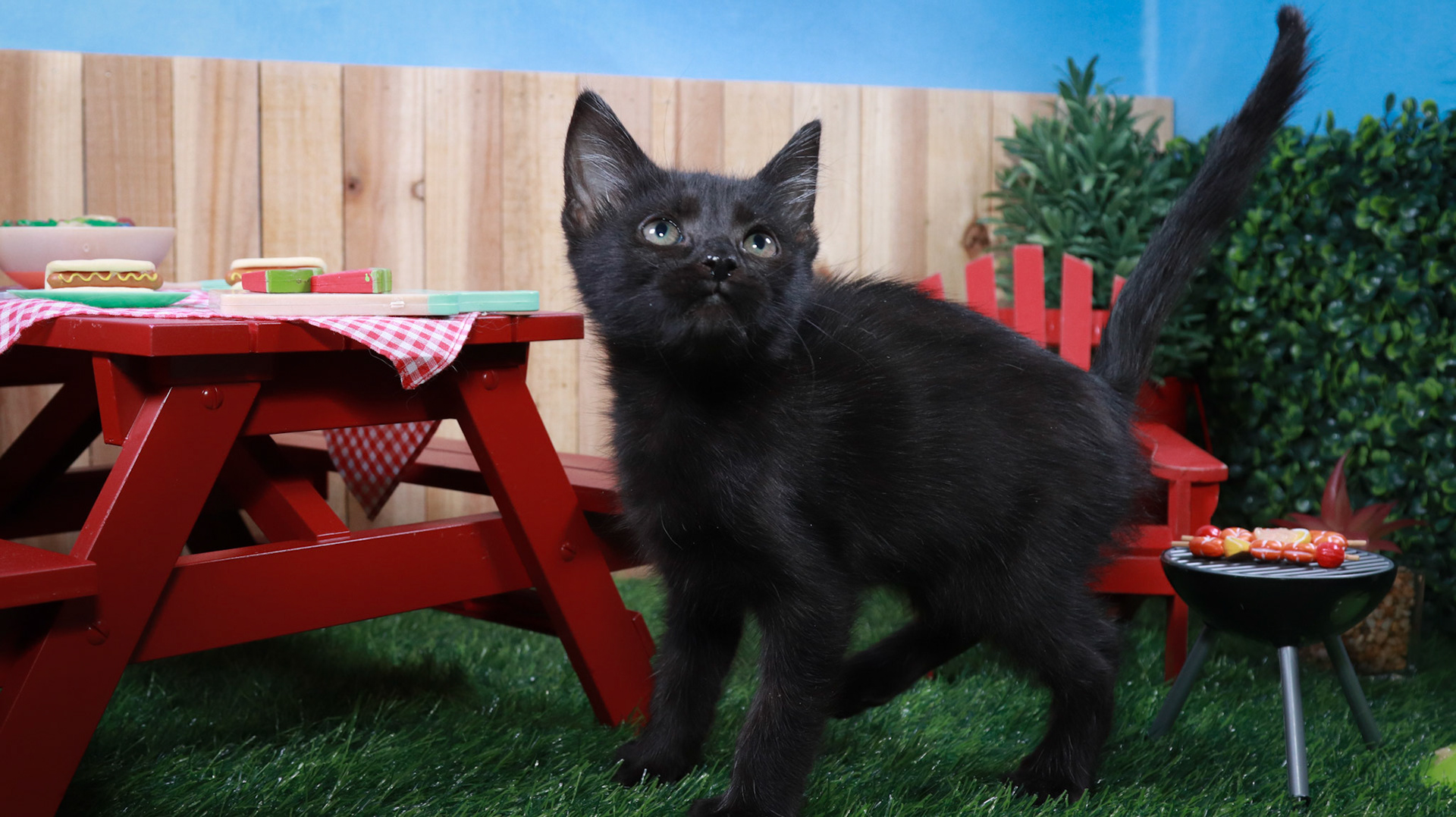 Sasquatch (M-DSH-Black/Polydactyl)