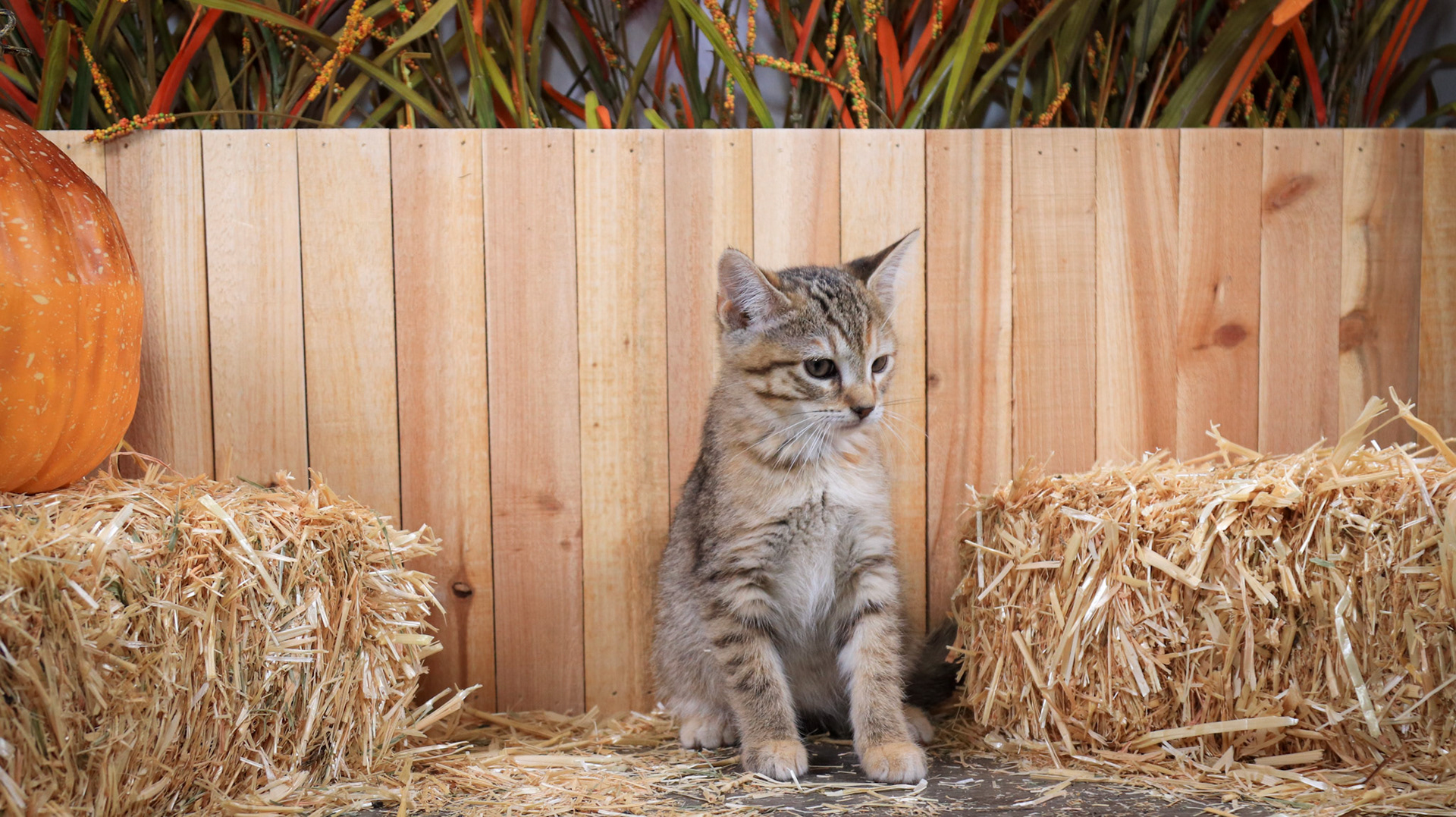 Furrari (F-DSH-Tabby)