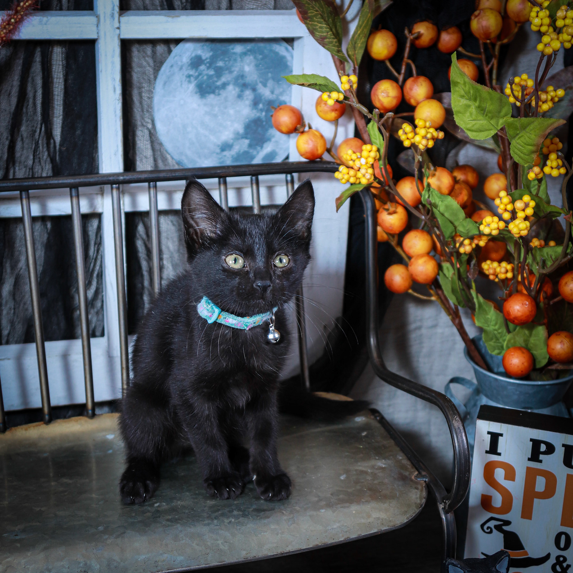 Bibbidi (F-DSH-Black)