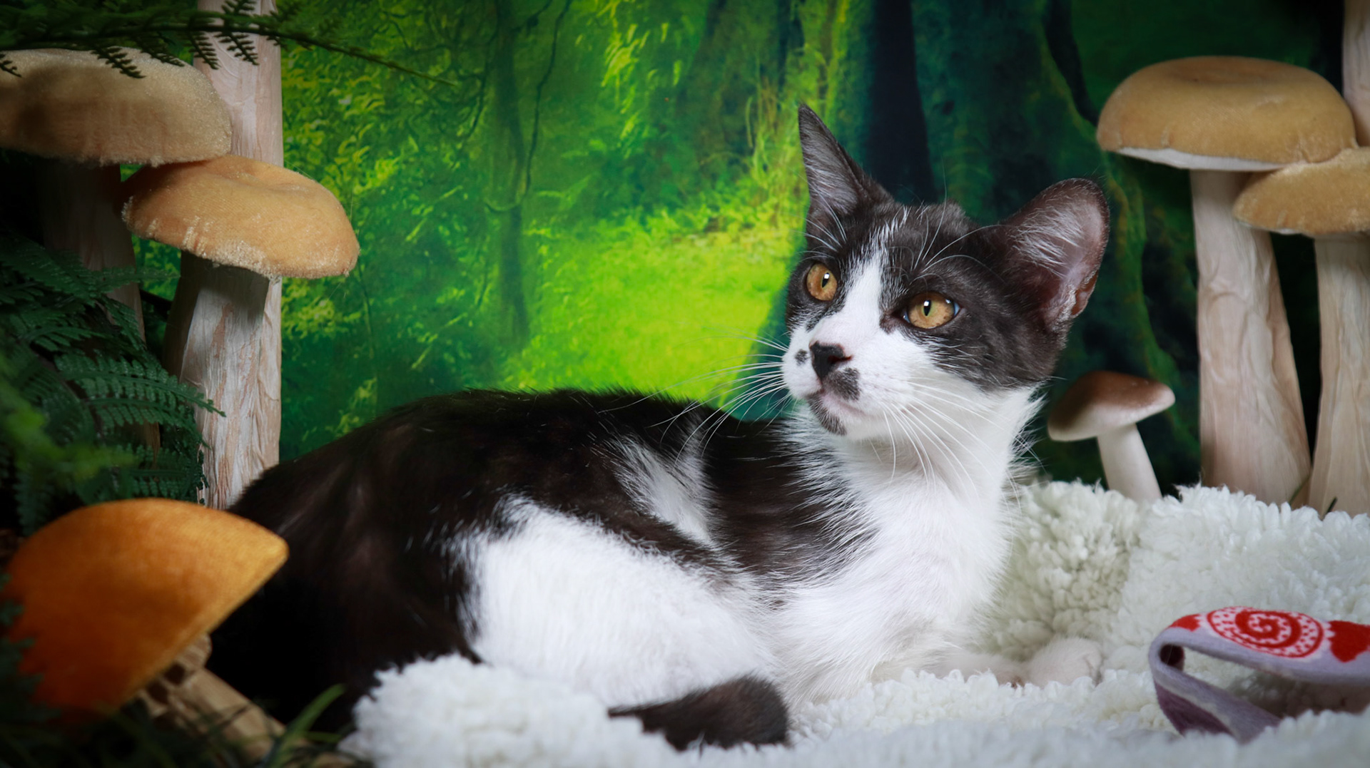 Daisy (F-DSH-Black/White)