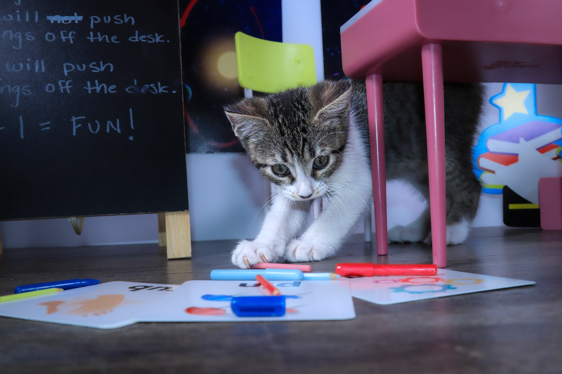 Washi (F-DSH-Tabby/White/Manx)