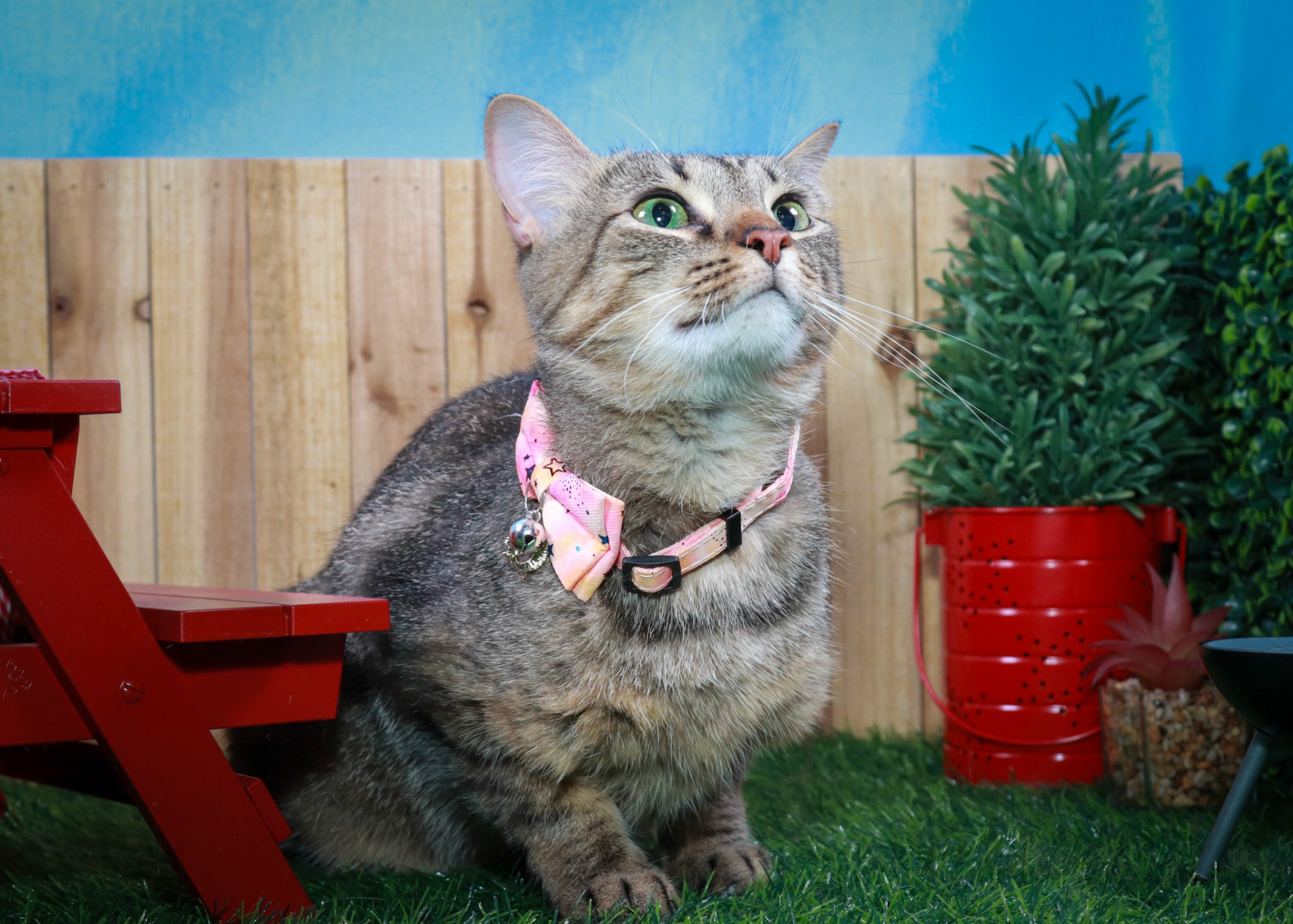 Bella (F-DSH-Tabby/Manx)
