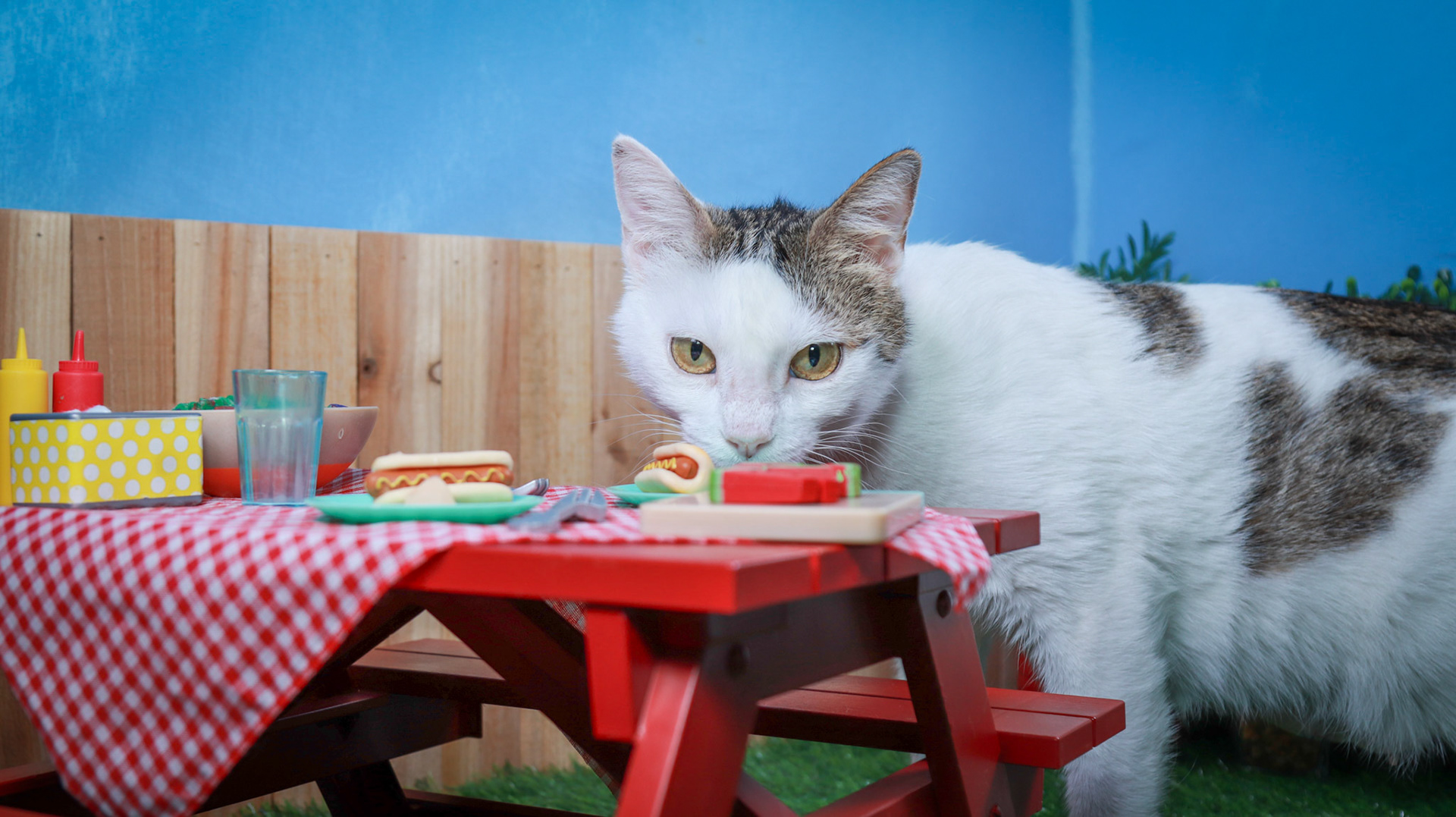 Sweet Pea (F-DSH-Tabby/White)
