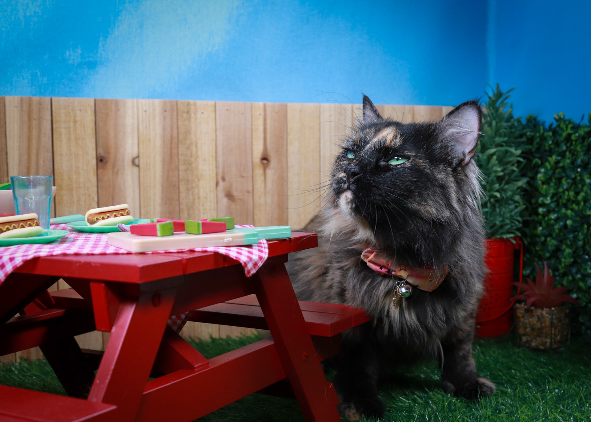 Tortina (F-DLH-Tortie/Manx)