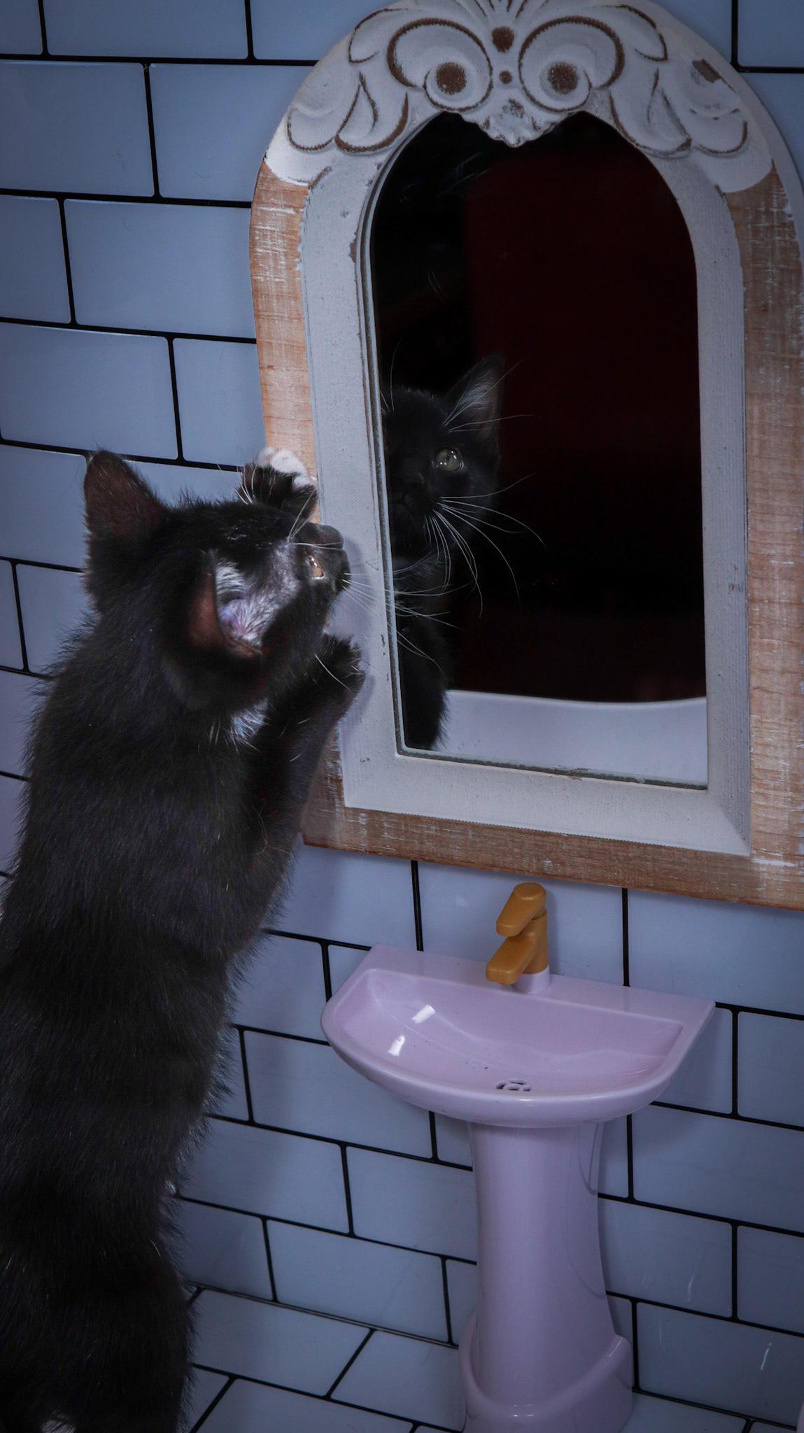 Noodle (M-DSH-Black/White/Tuxie)