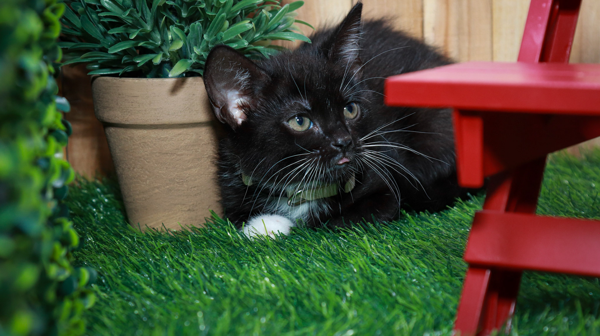 Obsidian (F-DSH-Black/White/Tuxie)