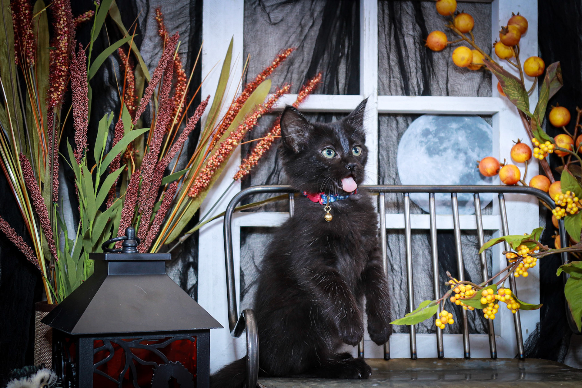 Boo (F-DLH-Black)