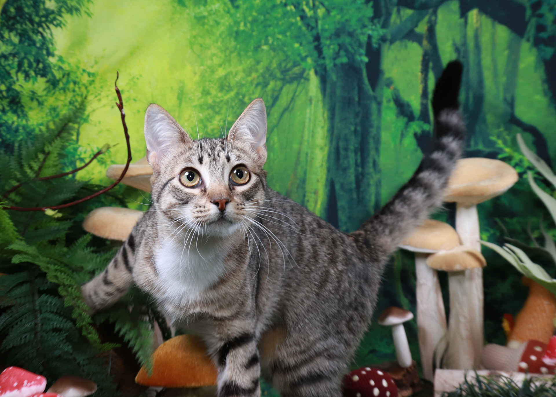 Frankie (F-DSH-Grey/Tabby)