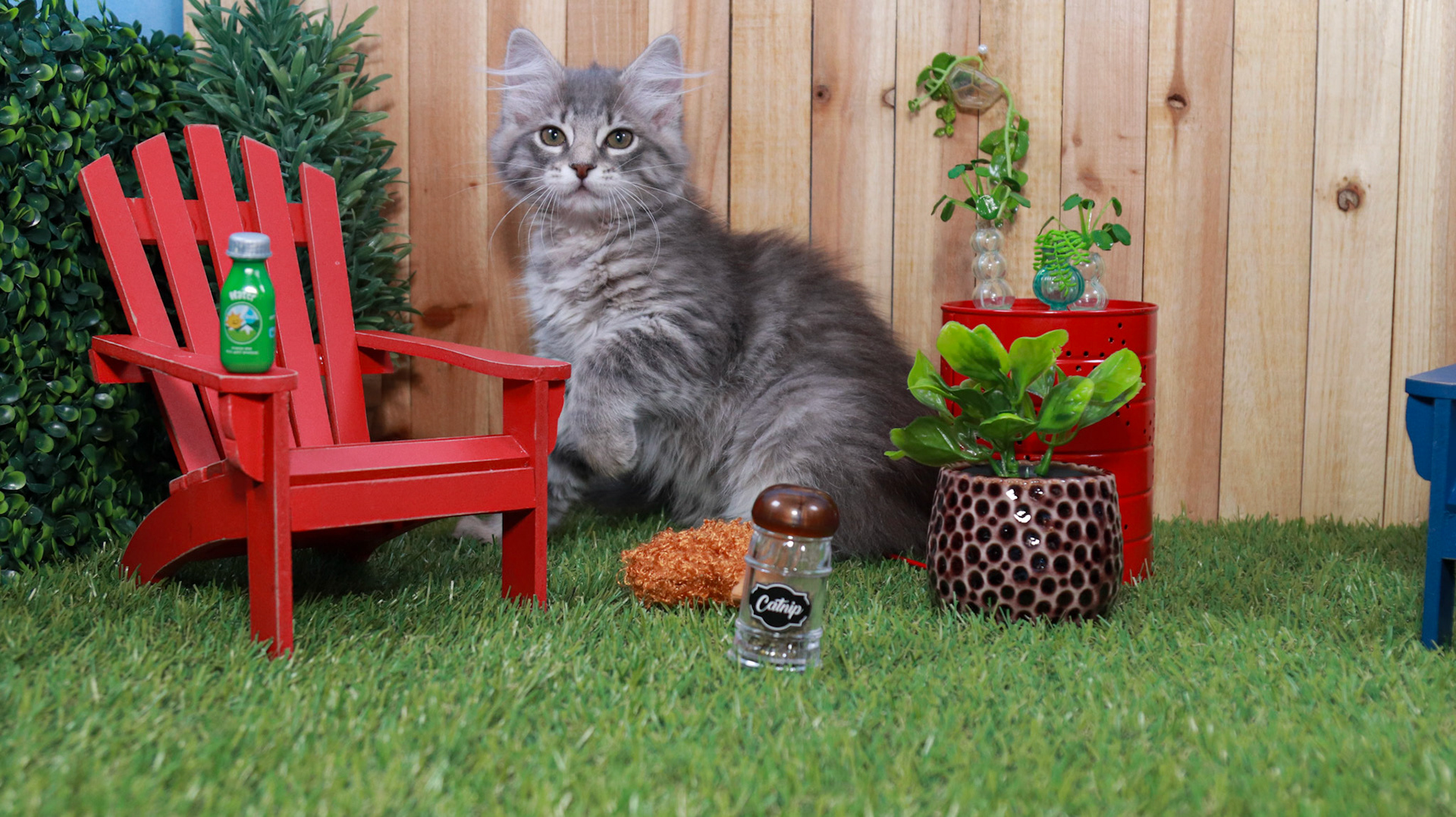 Nimbus (F-DMH-Gray/White/Tabby)