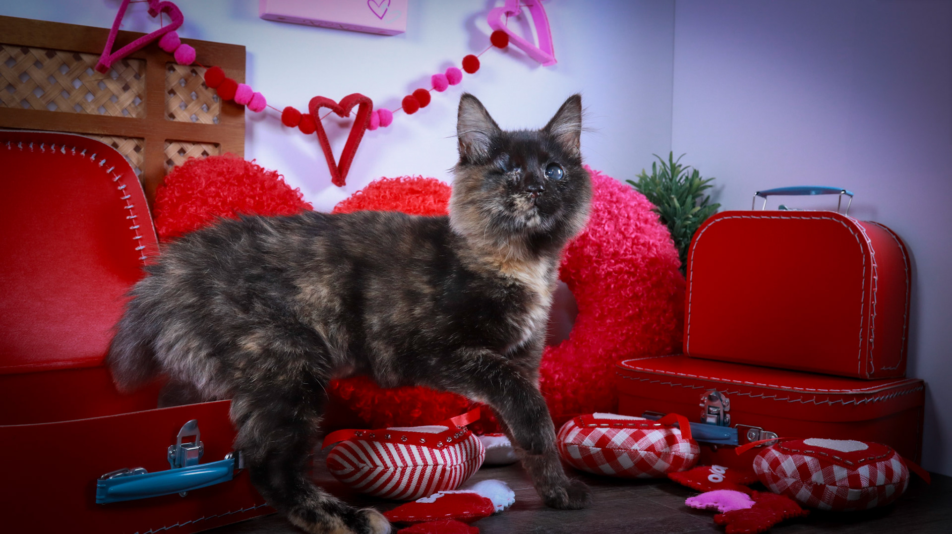 Yoru (F-DMH-Tortie)