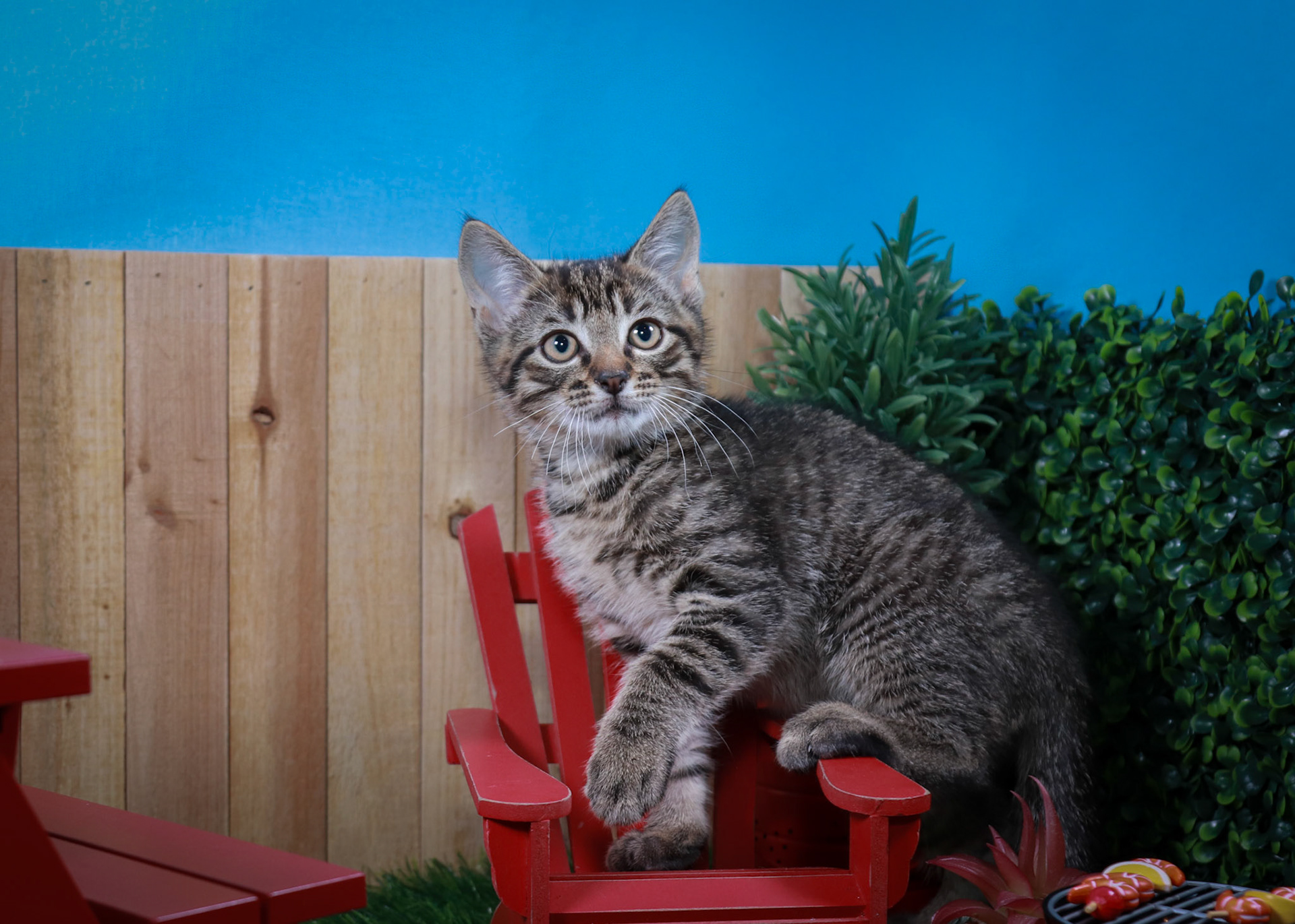 Timber (M-DSH-Brown/Tabby)