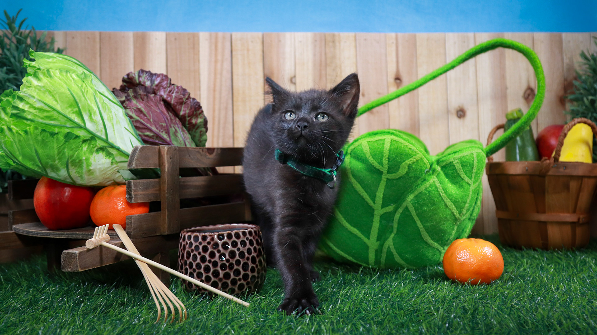 Clover (F-DSH-Black)