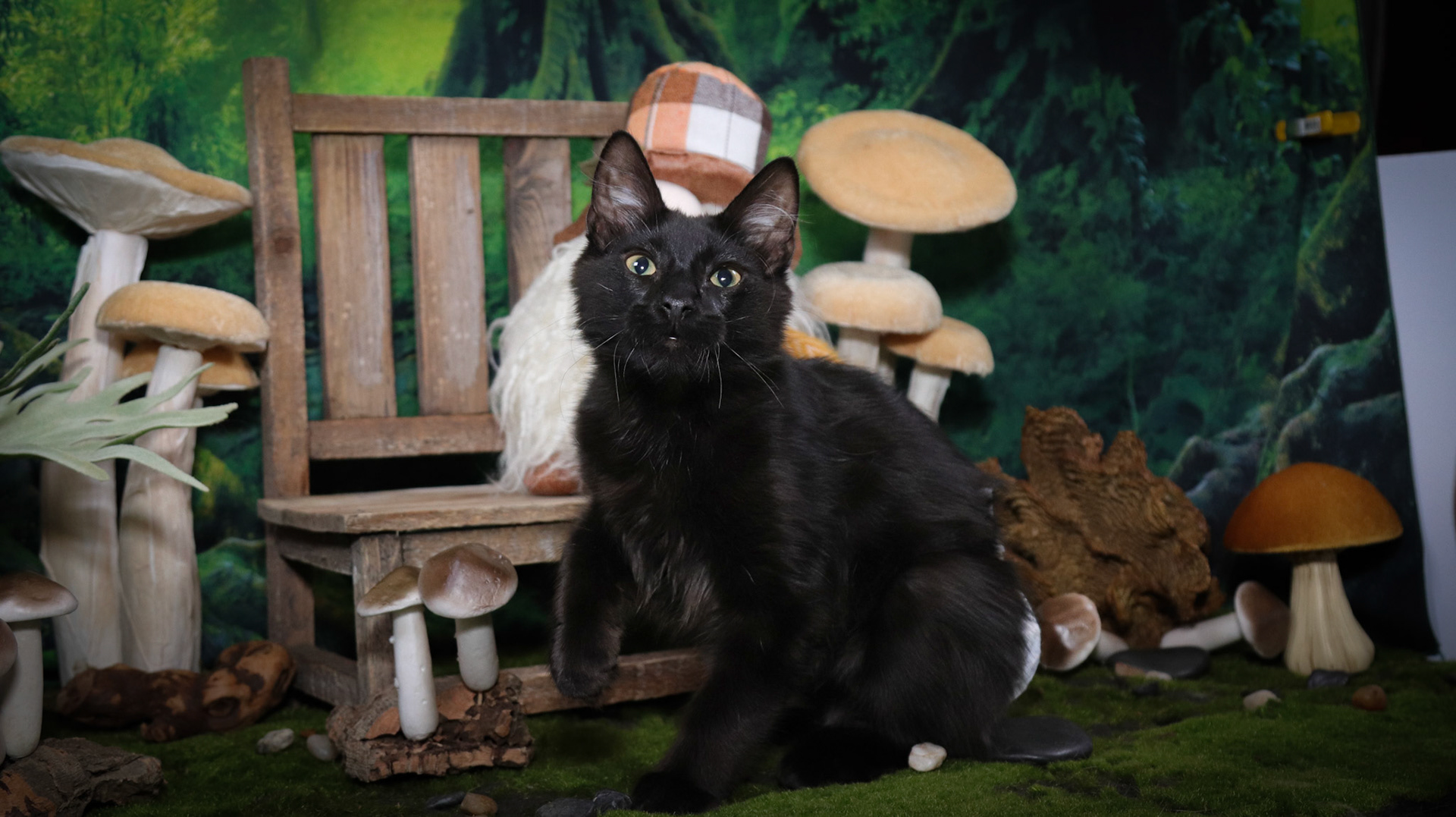 Rafiki (M-DLH-Black/Manx)