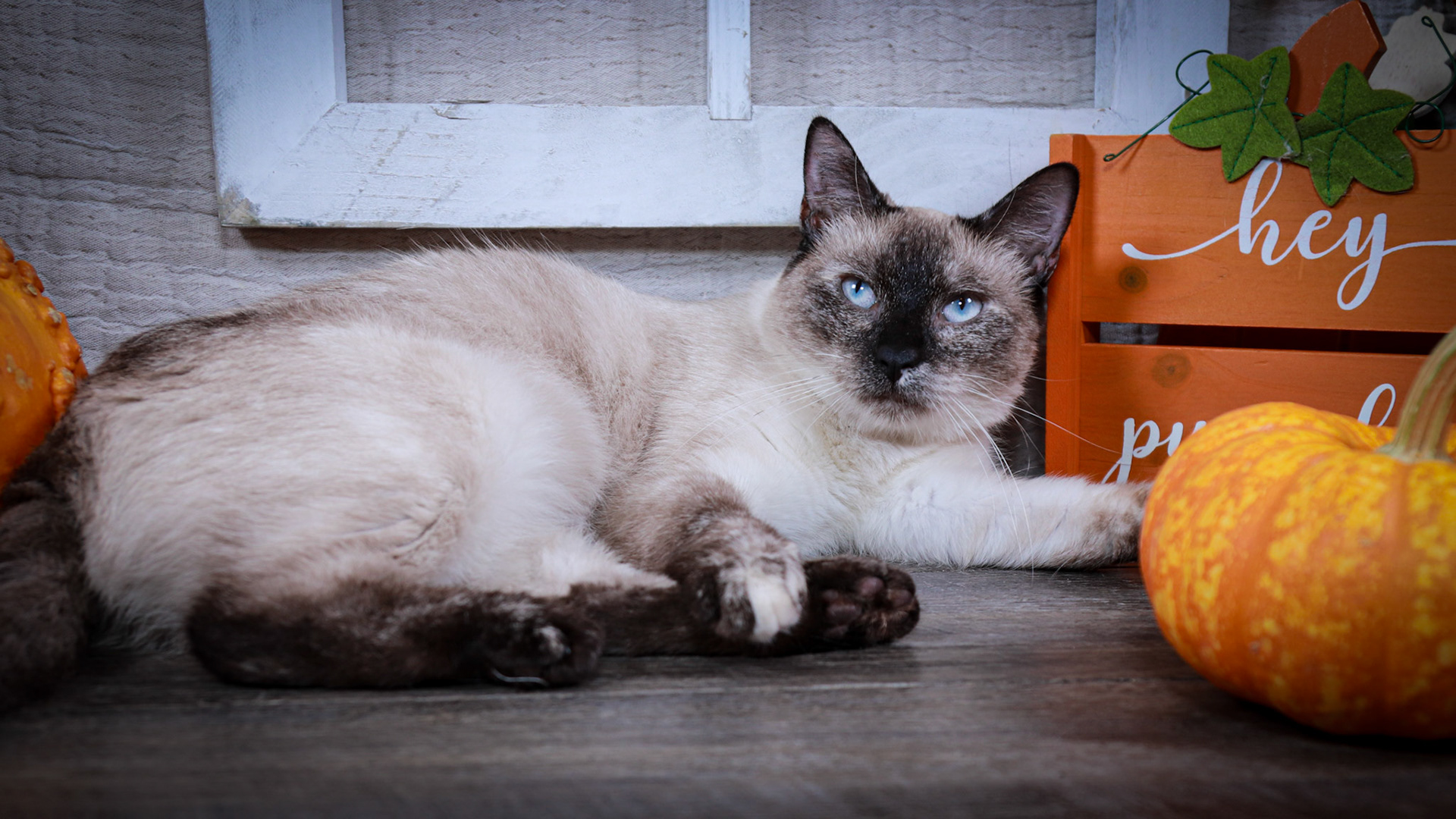 Alice (F-DSH-Tortie Point Siamese)