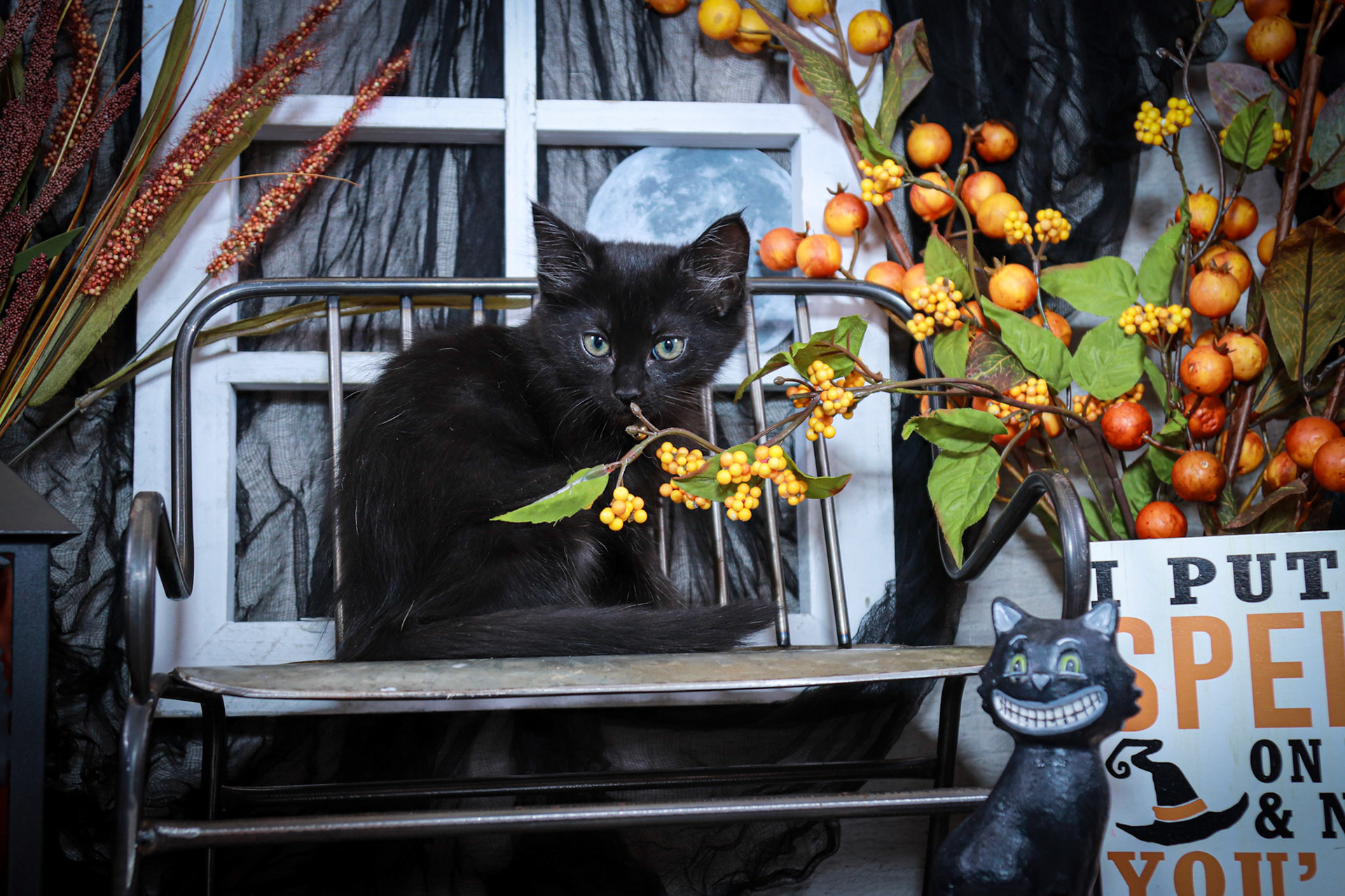 Boo (F-DLH-Black)