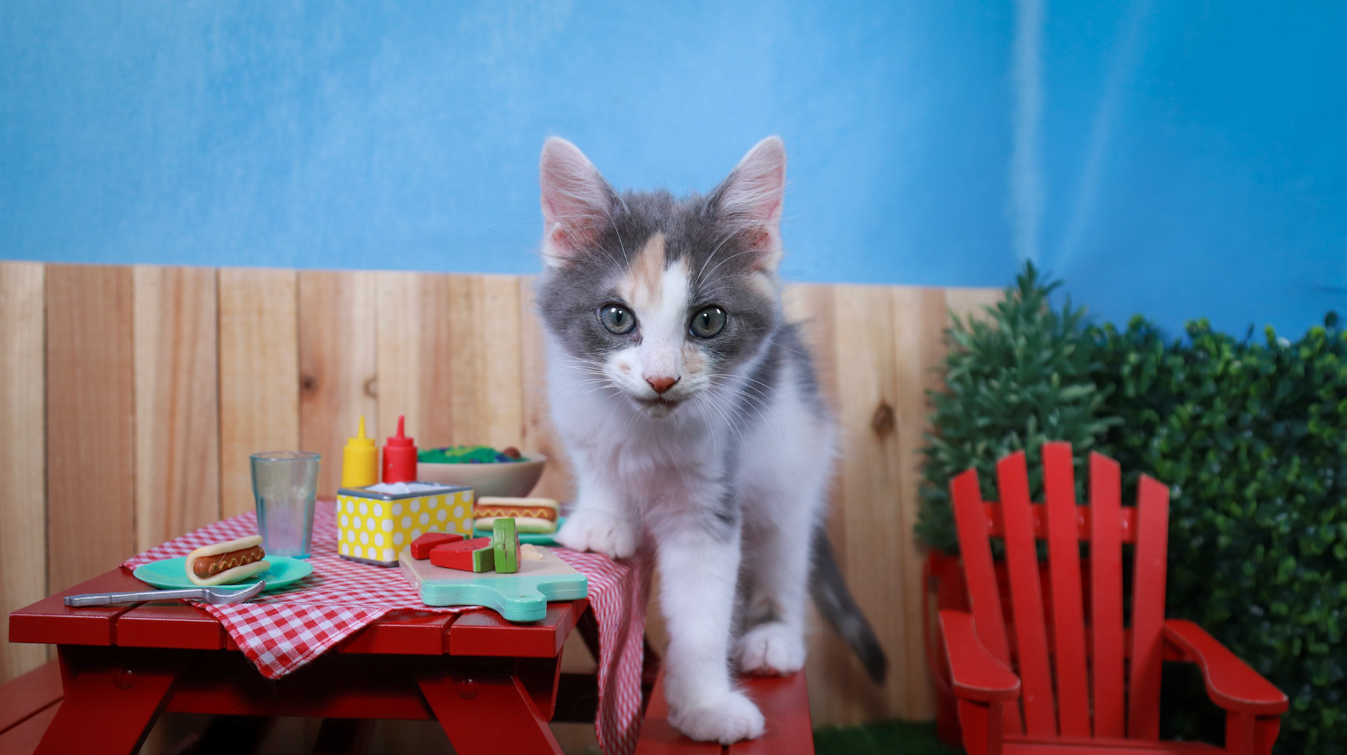 Truffles (F-DMH-Dilute/Calico)