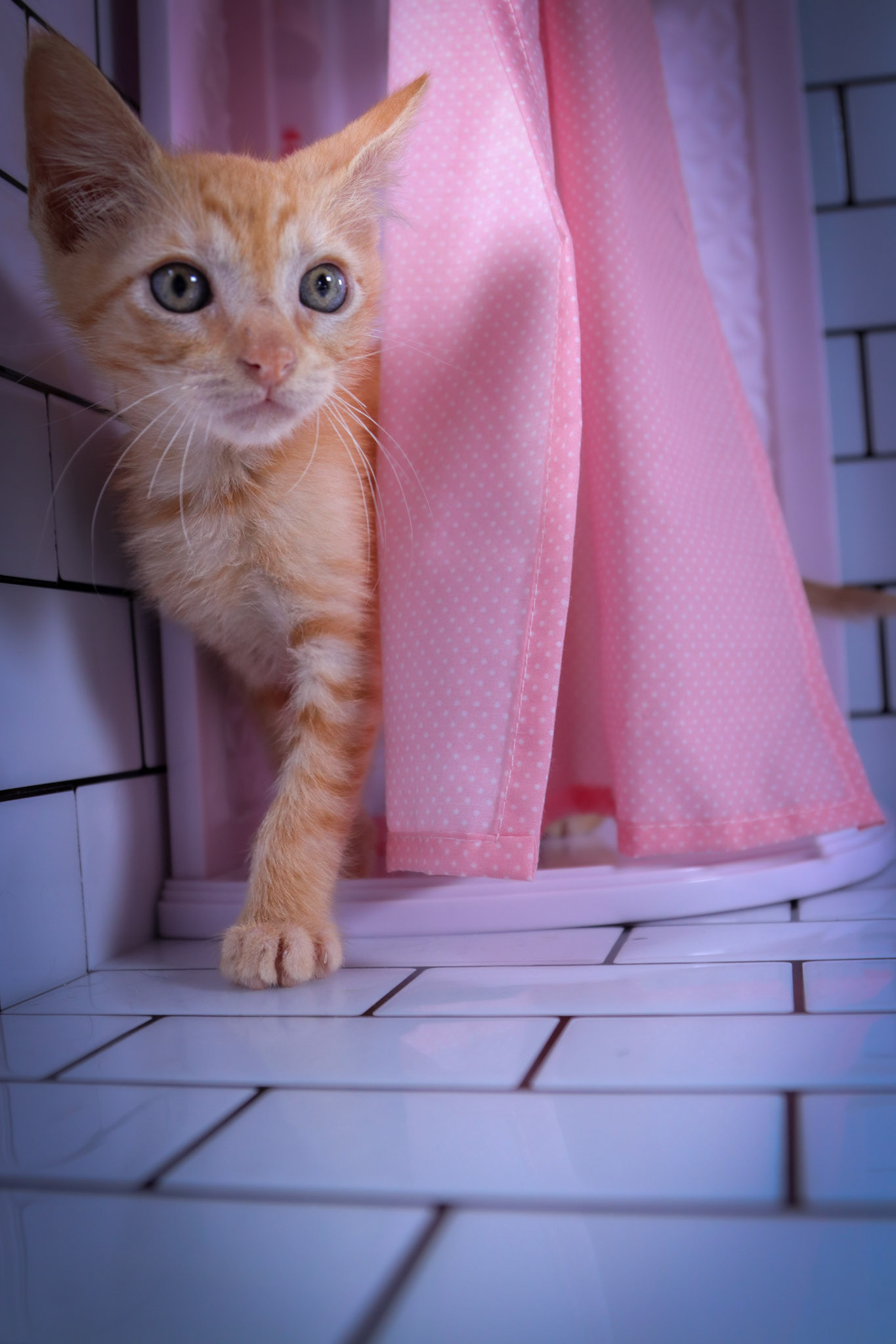 Bowie (M-DSH-Ginger)