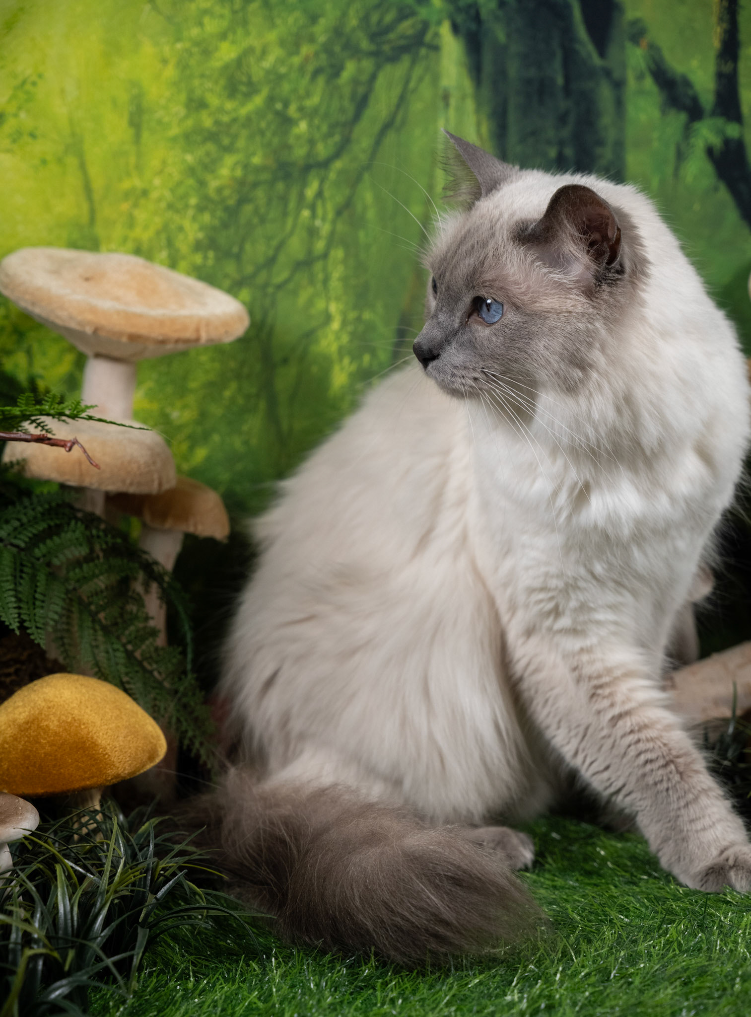Luey (M-DLH-Blue Point Balinese)