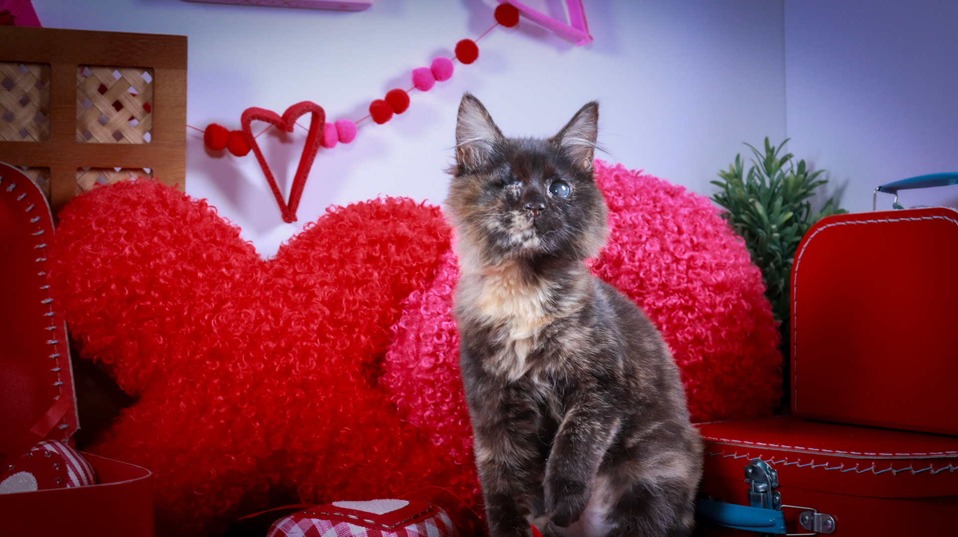Yoru (F-DMH-Tortie)