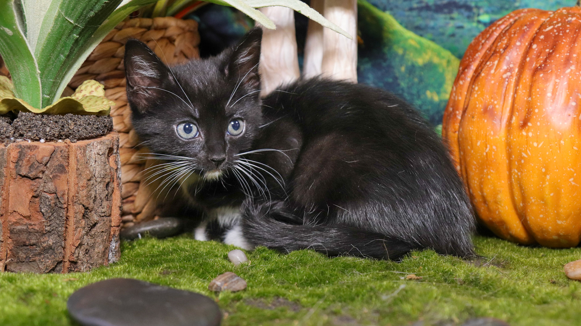 Olive (F-DSH-Polydactyl/Black/White/Tuxie)